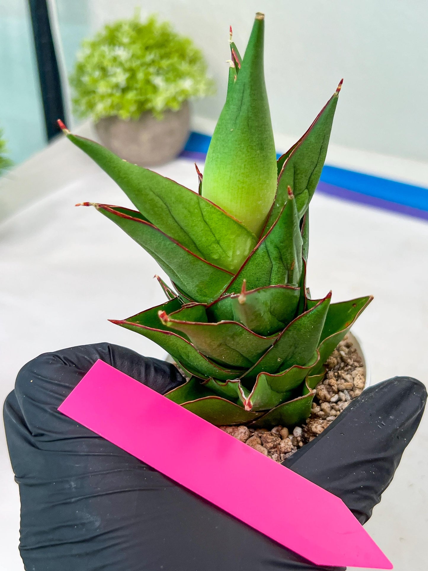 Sansevieria Armanu (#H33) | Imported Hybrid Snake Plants