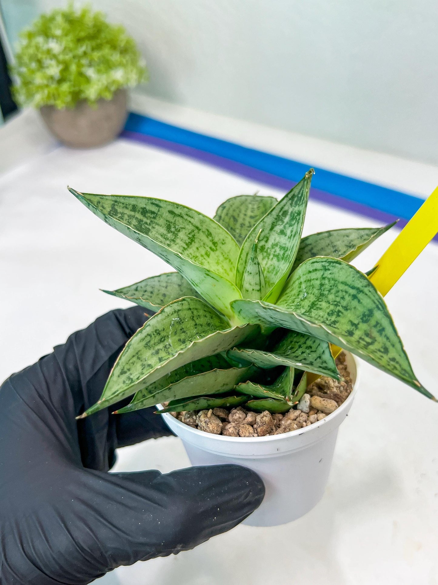 Sansevieria Bidadari (#H34) | Imported Hybrids