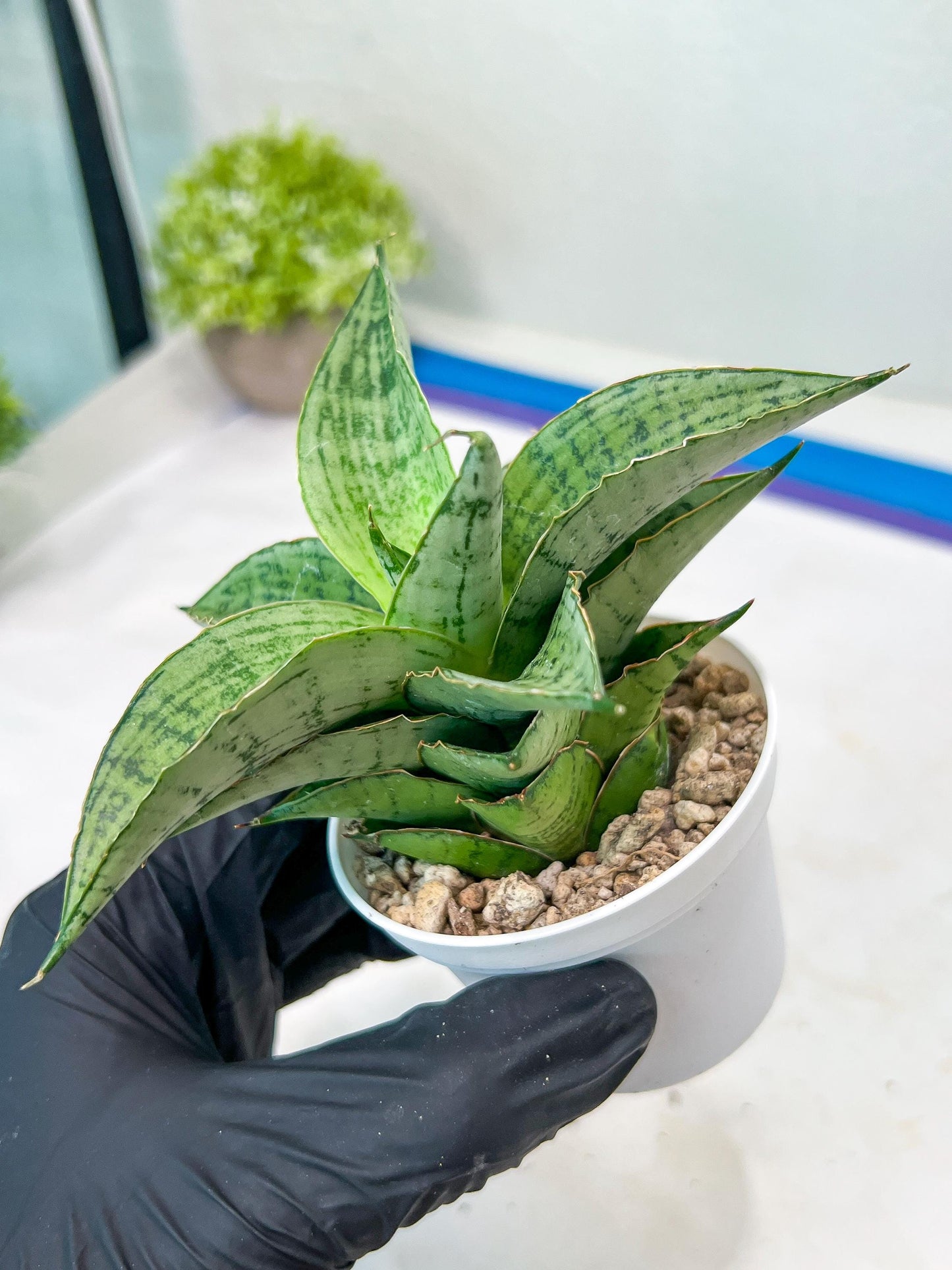 Sansevieria Bidadari (#H34) | Imported Hybrids