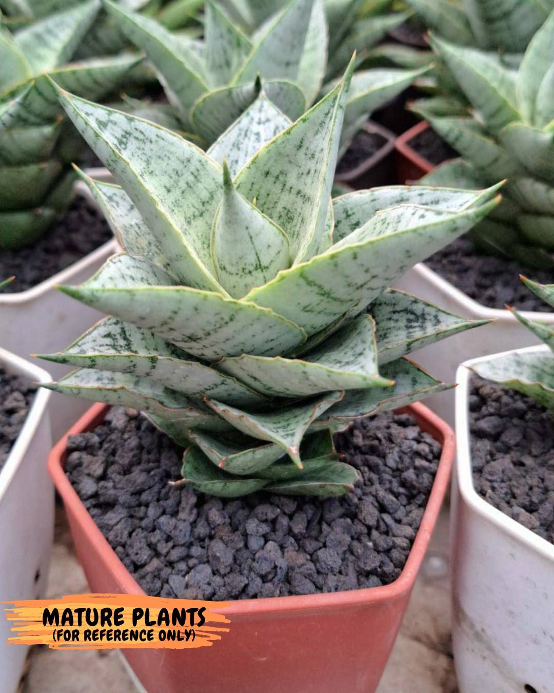 Sansevieria Bidadari (#H34) | Imported Hybrids