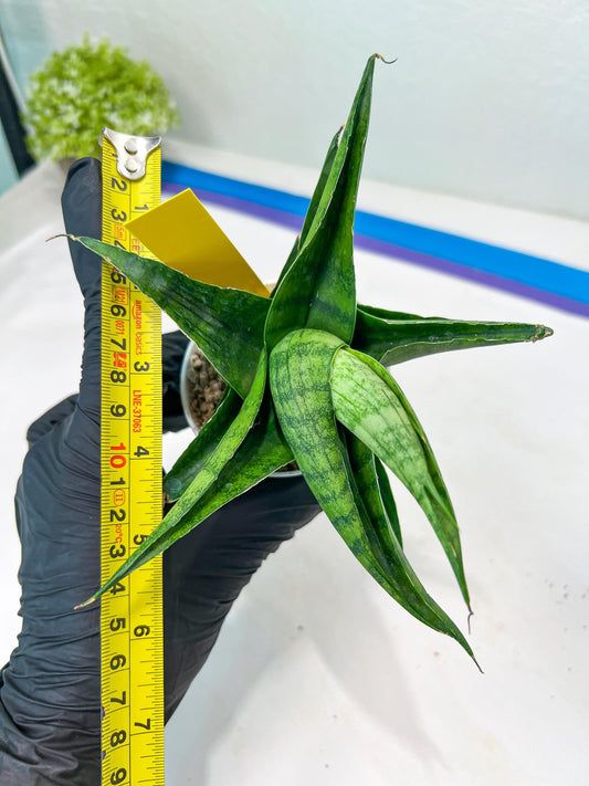 Sansevieria Dampit (#H37) | Imported New Hybrids