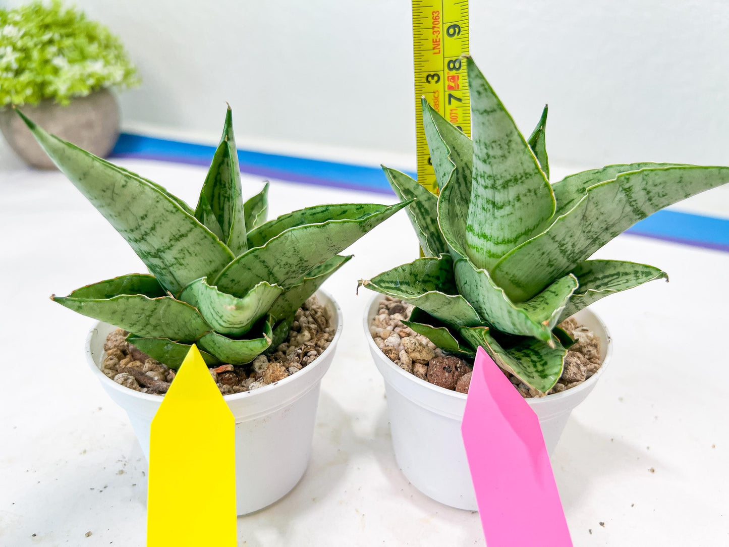 Sansevieria Kahyangan (#H40) | Imported Hybrids