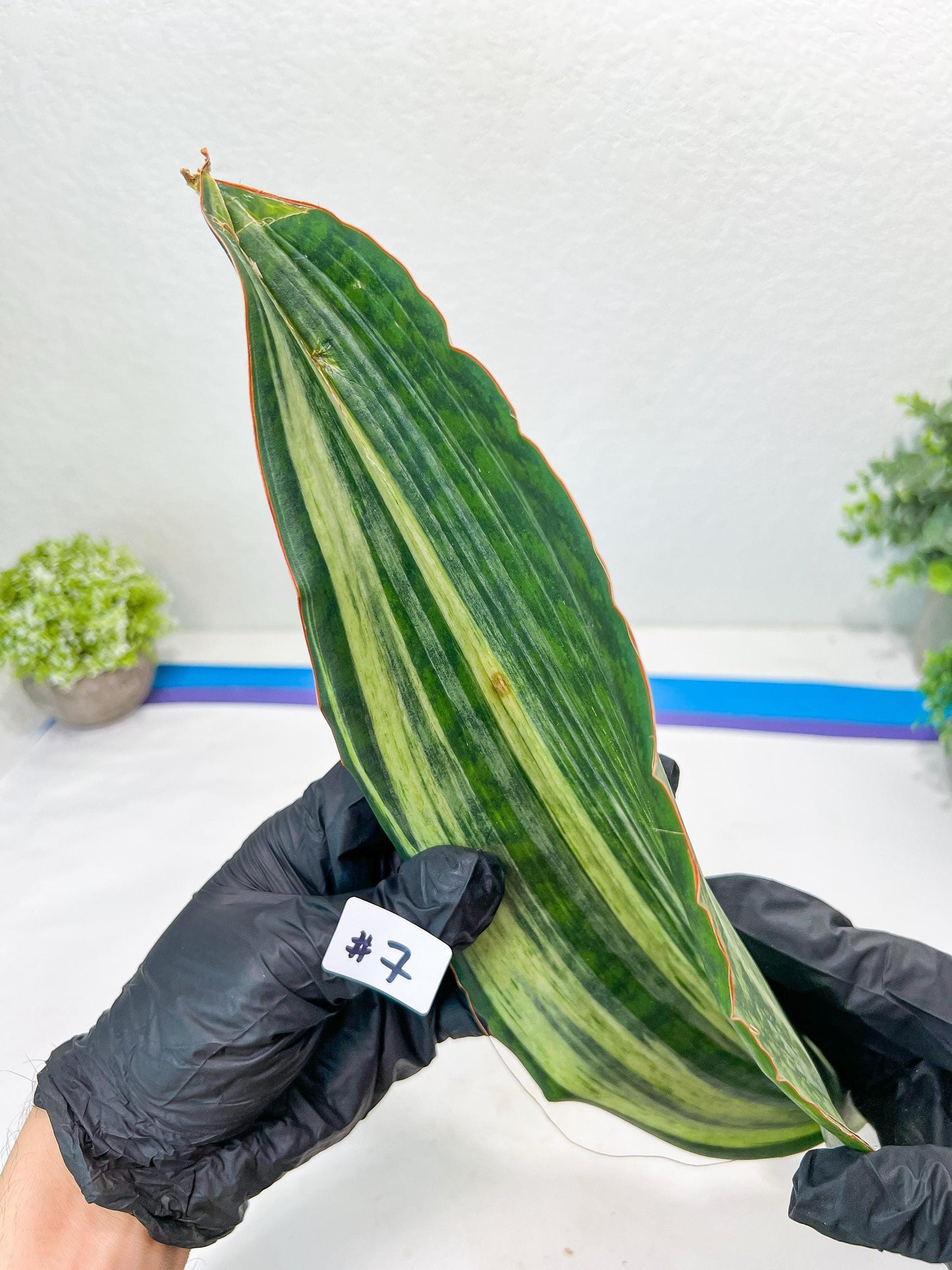 Sansevieria Masoniana BRUDA (#7) | Hybrid of Masoniana Var x Eliptica Var
