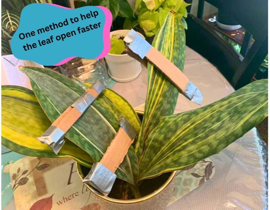 Sansevieria Masoniana Var (10) | Imported Plants