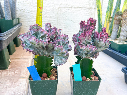 Large Lactea Crested Grafted (Green) | You get the exact Plant!!!!