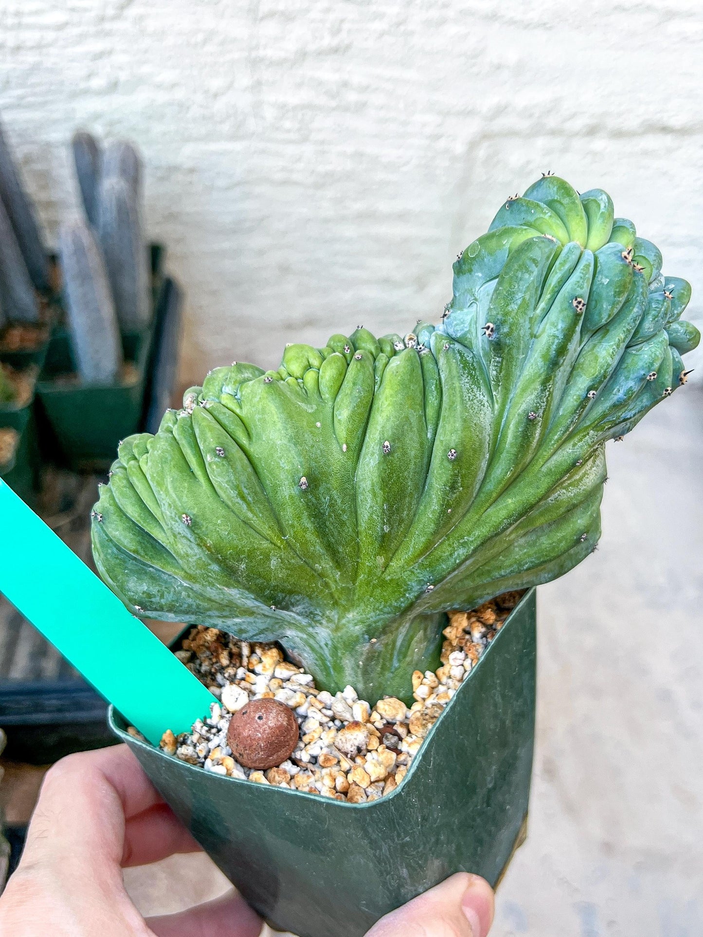 Myrtillocactus Geometrizans Crested | Imported Cactus