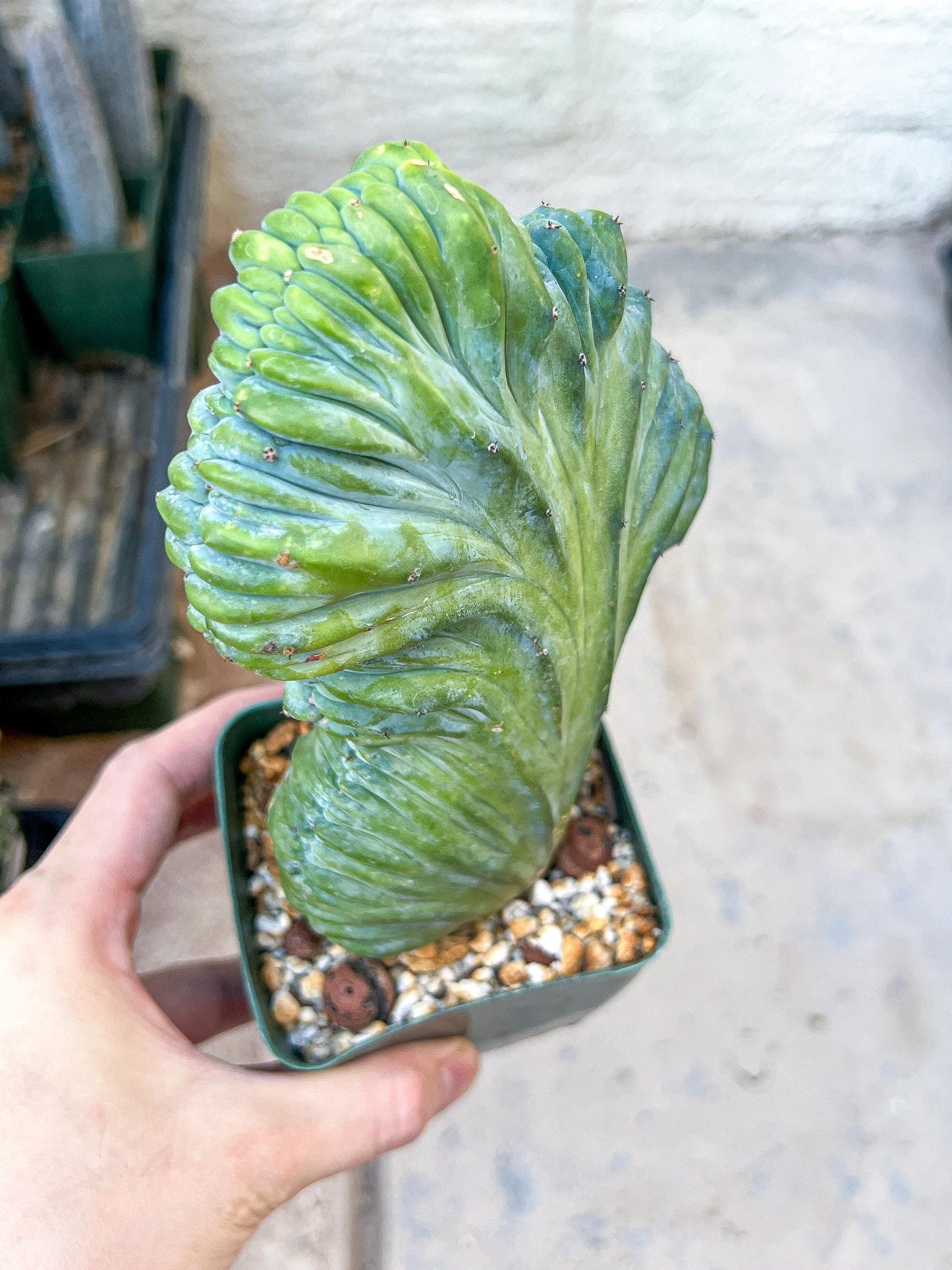 Myrtillocactus Geometrizans Crested | Imported Cactus