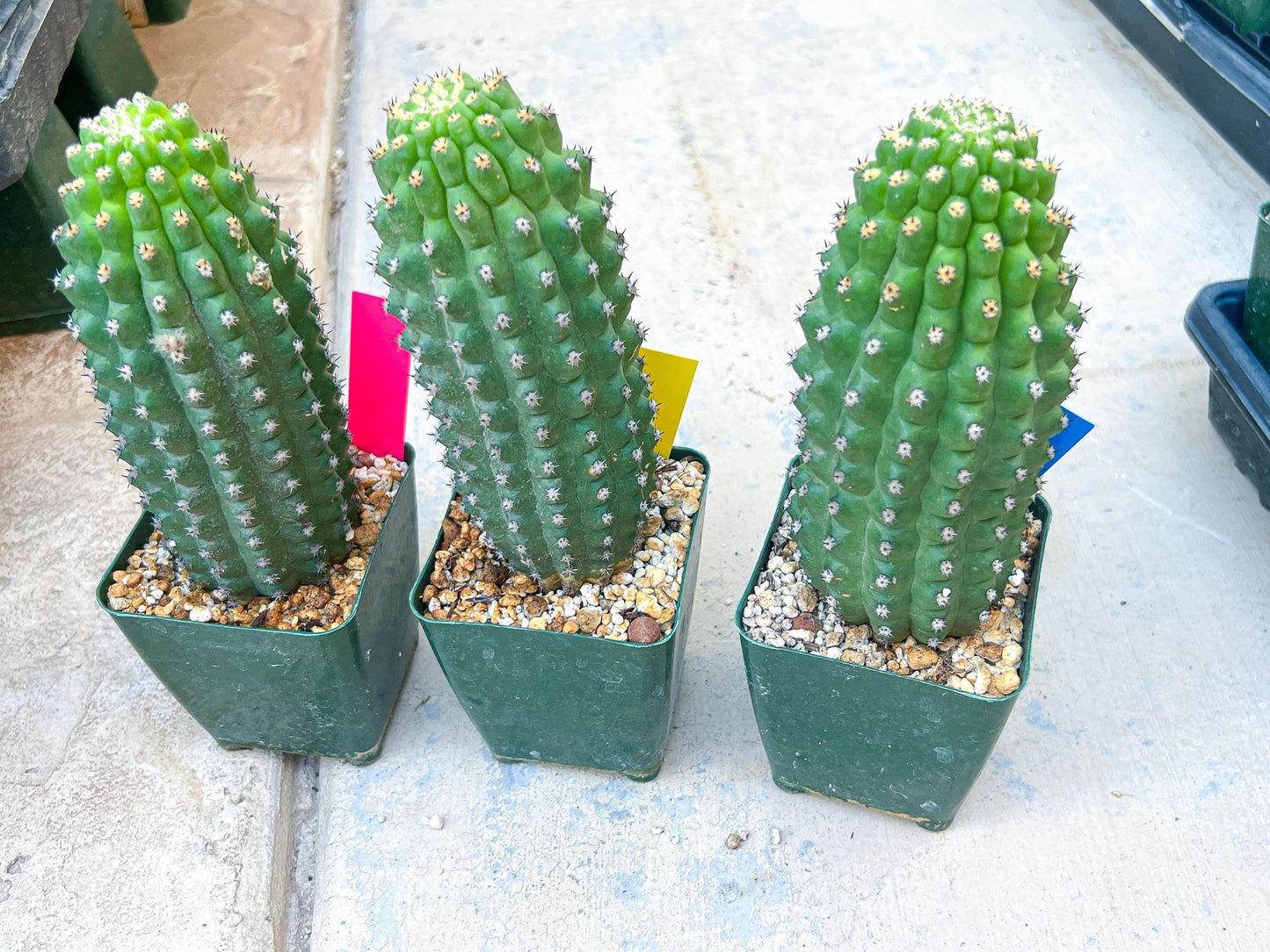 Trichocereus harrissima aka Trichocereus brevispinulosus | Imported