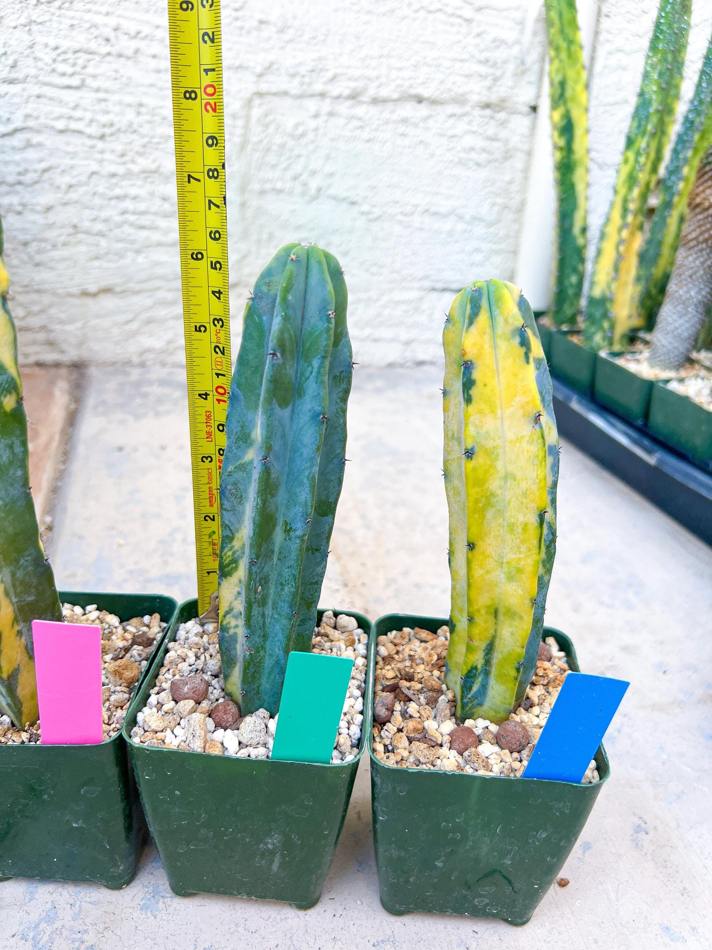 Myrtillocactus Geometrizans f. Variegatus Hort | Imported Cactus