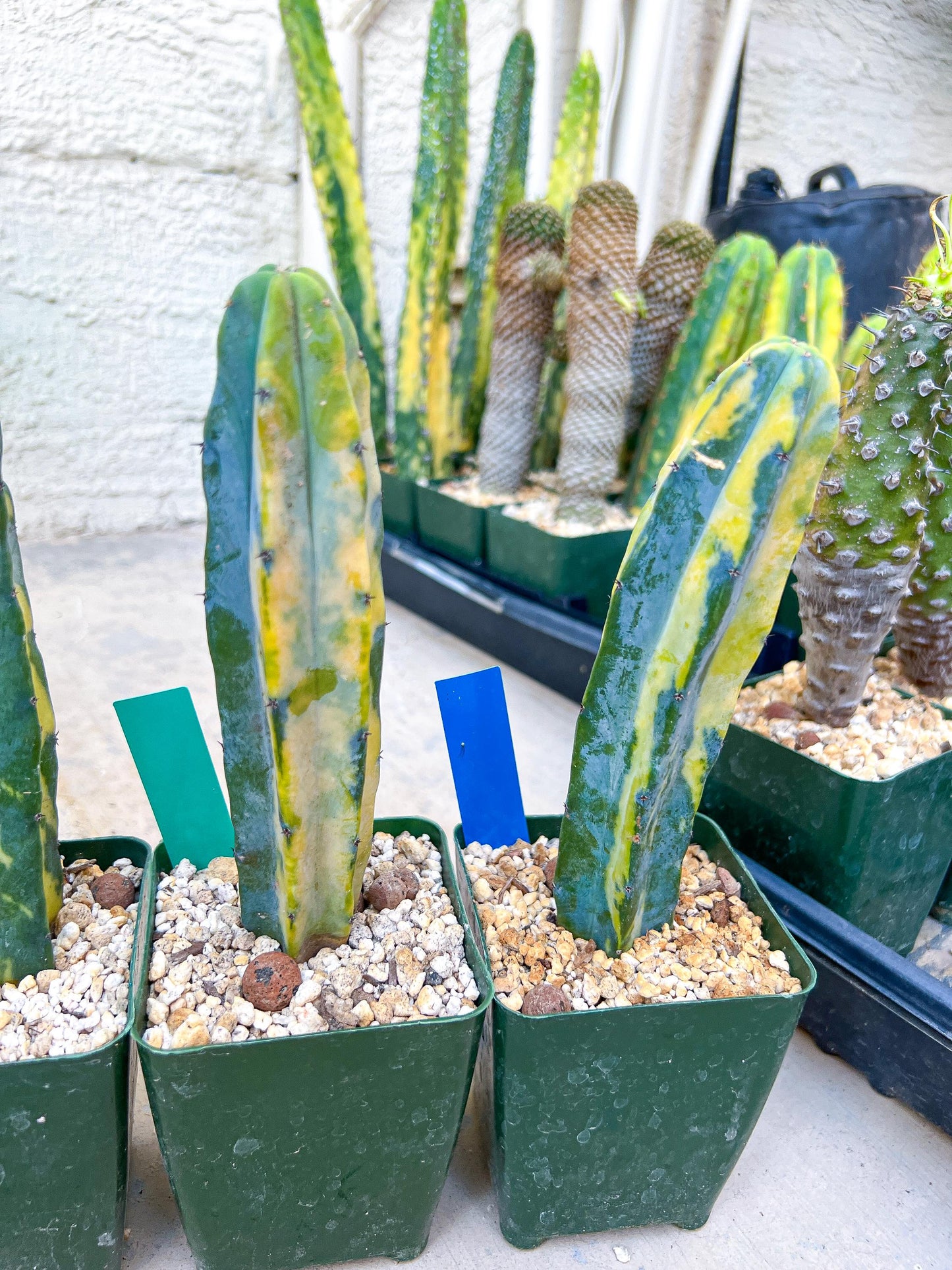 Myrtillocactus Geometrizans f. Variegatus Hort | Imported Cactus