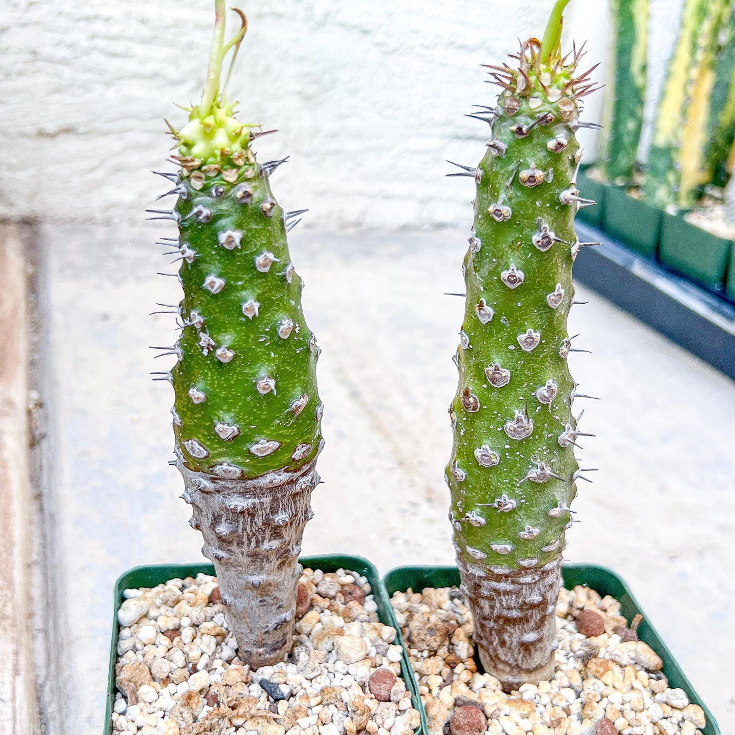 Euphorb pachypodioides | Imported Plants