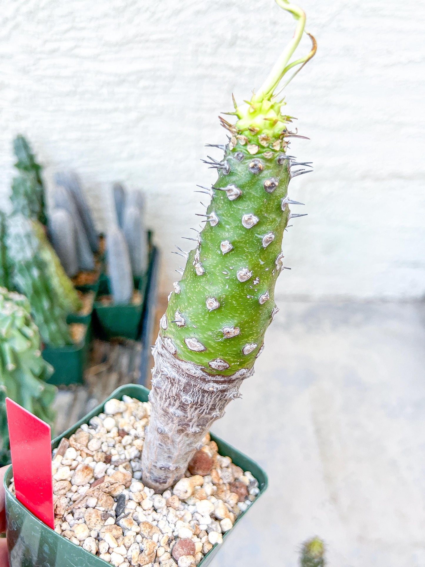Euphorb pachypodioides | Imported Plants