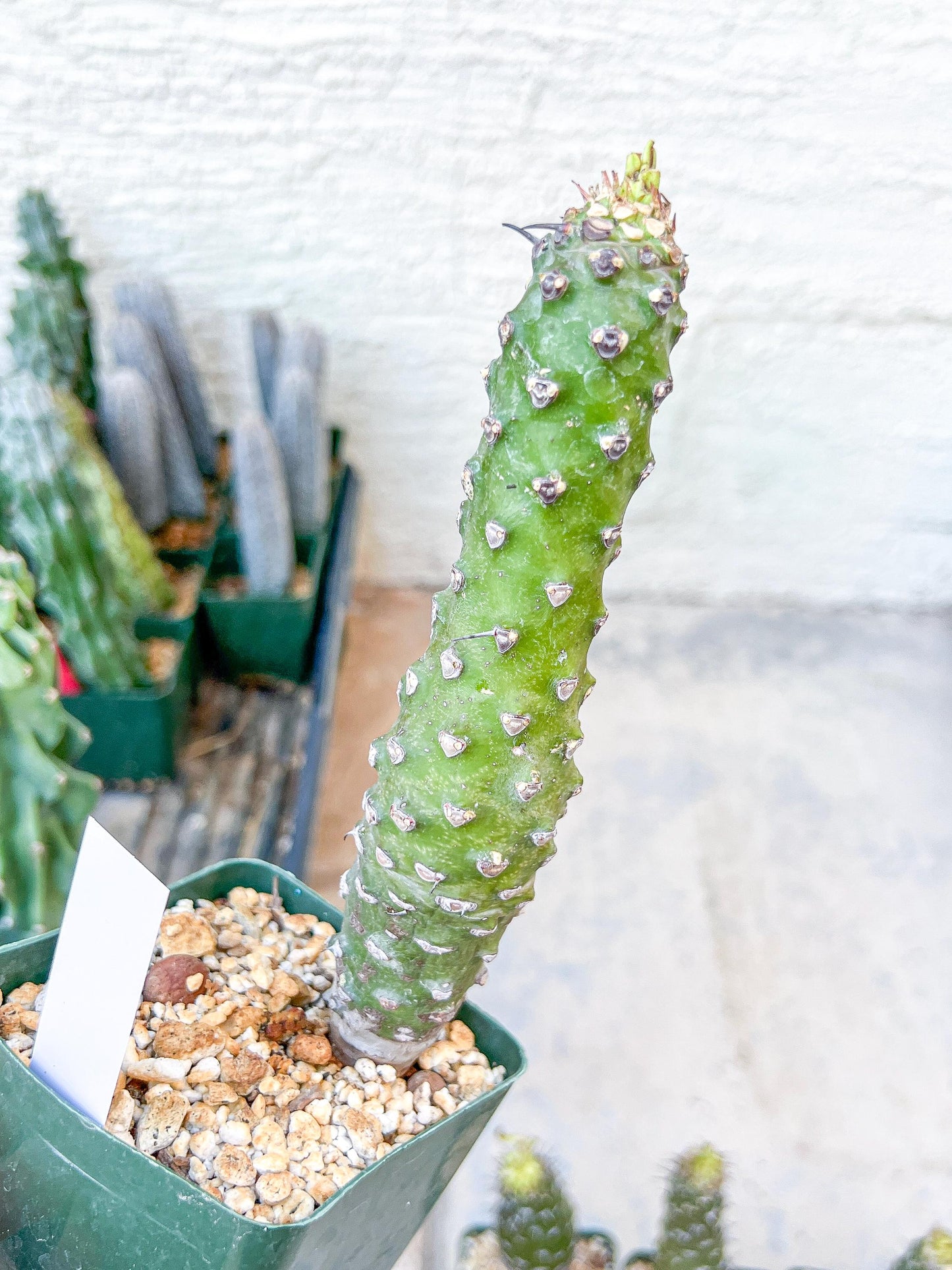 Euphorb pachypodioides | Imported Plants