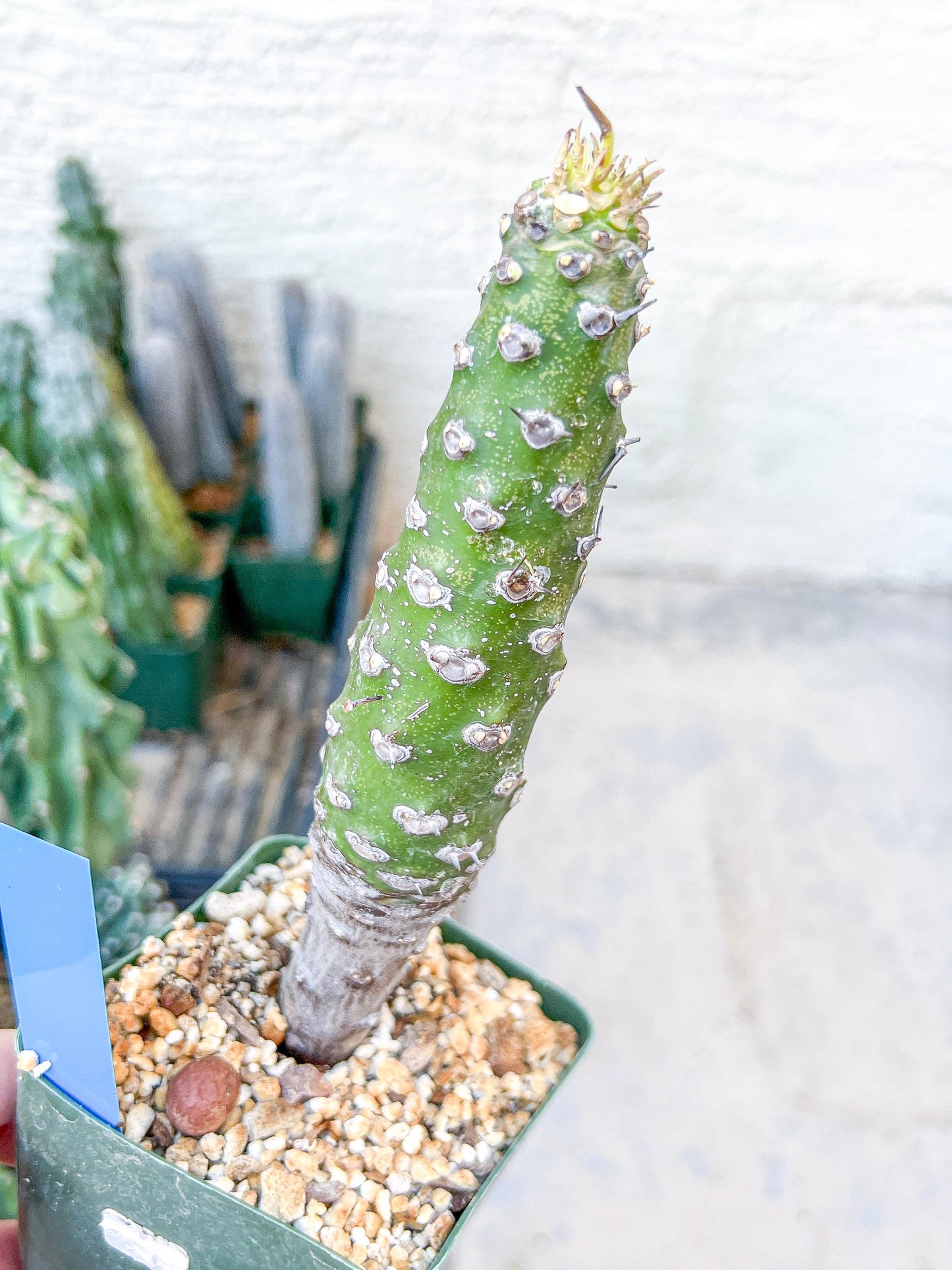Euphorb pachypodioides | Imported Plants