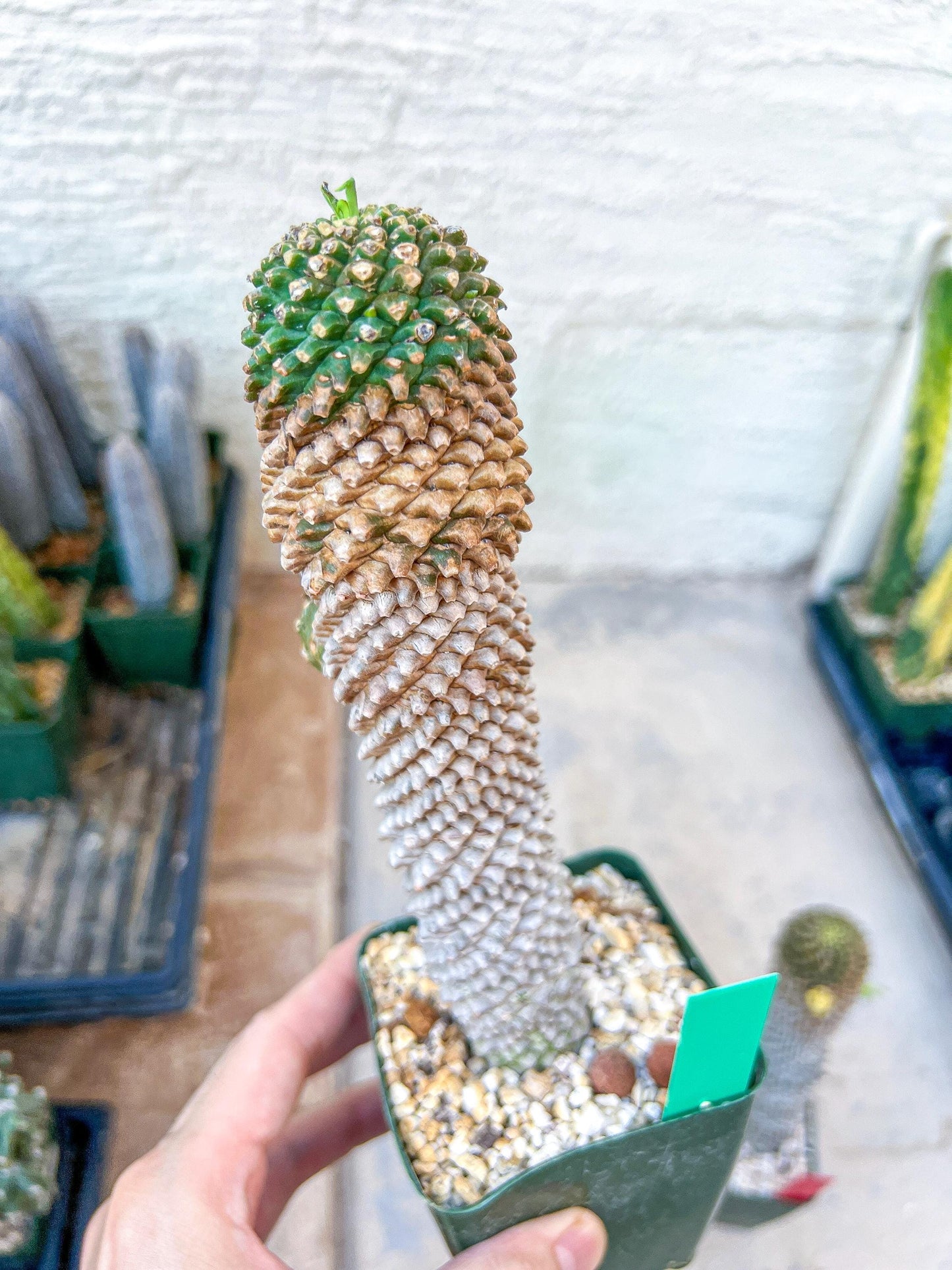 Euphorb Kaimagyoku or Hypogaea | Imported Plants
