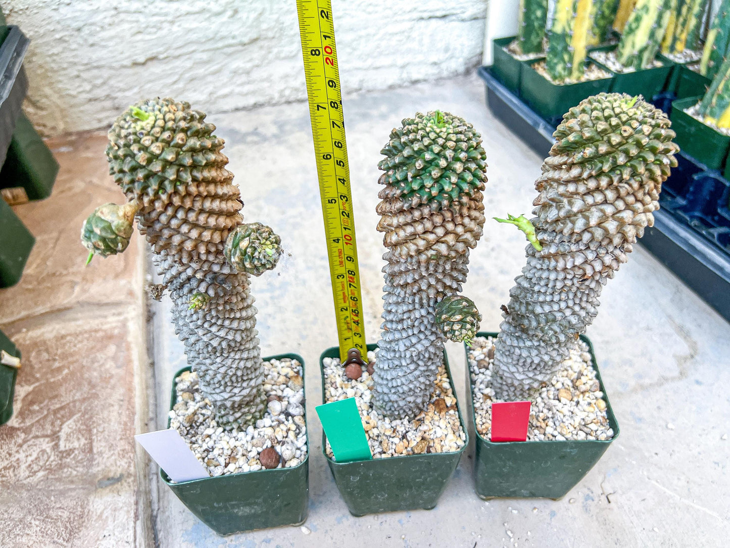 Euphorb Kaimagyoku or Hypogaea | Imported Plants