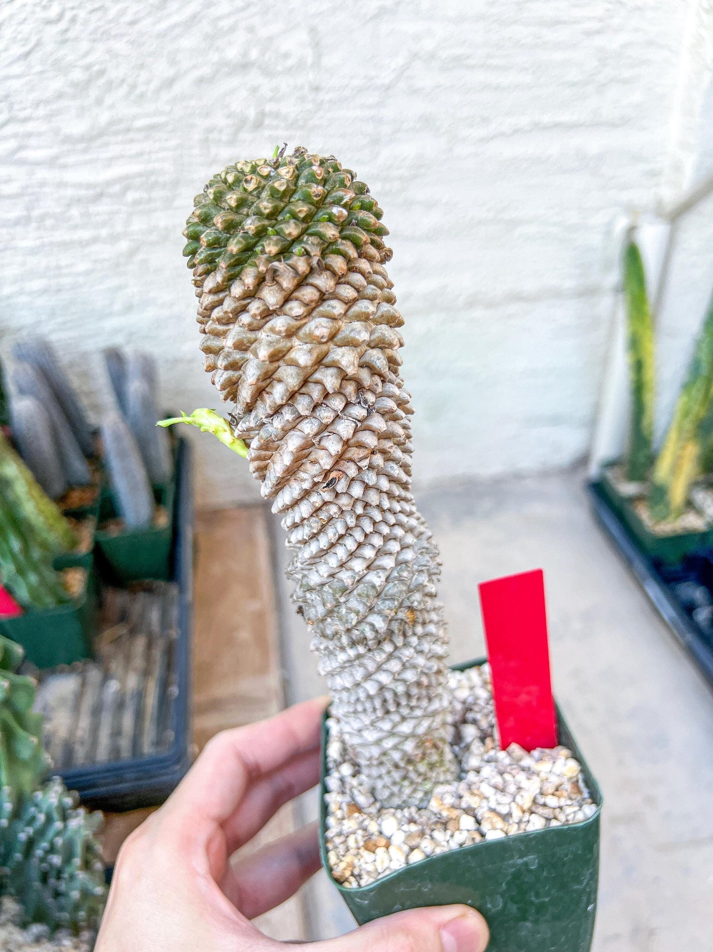 Euphorb Kaimagyoku or Hypogaea | Imported Plants