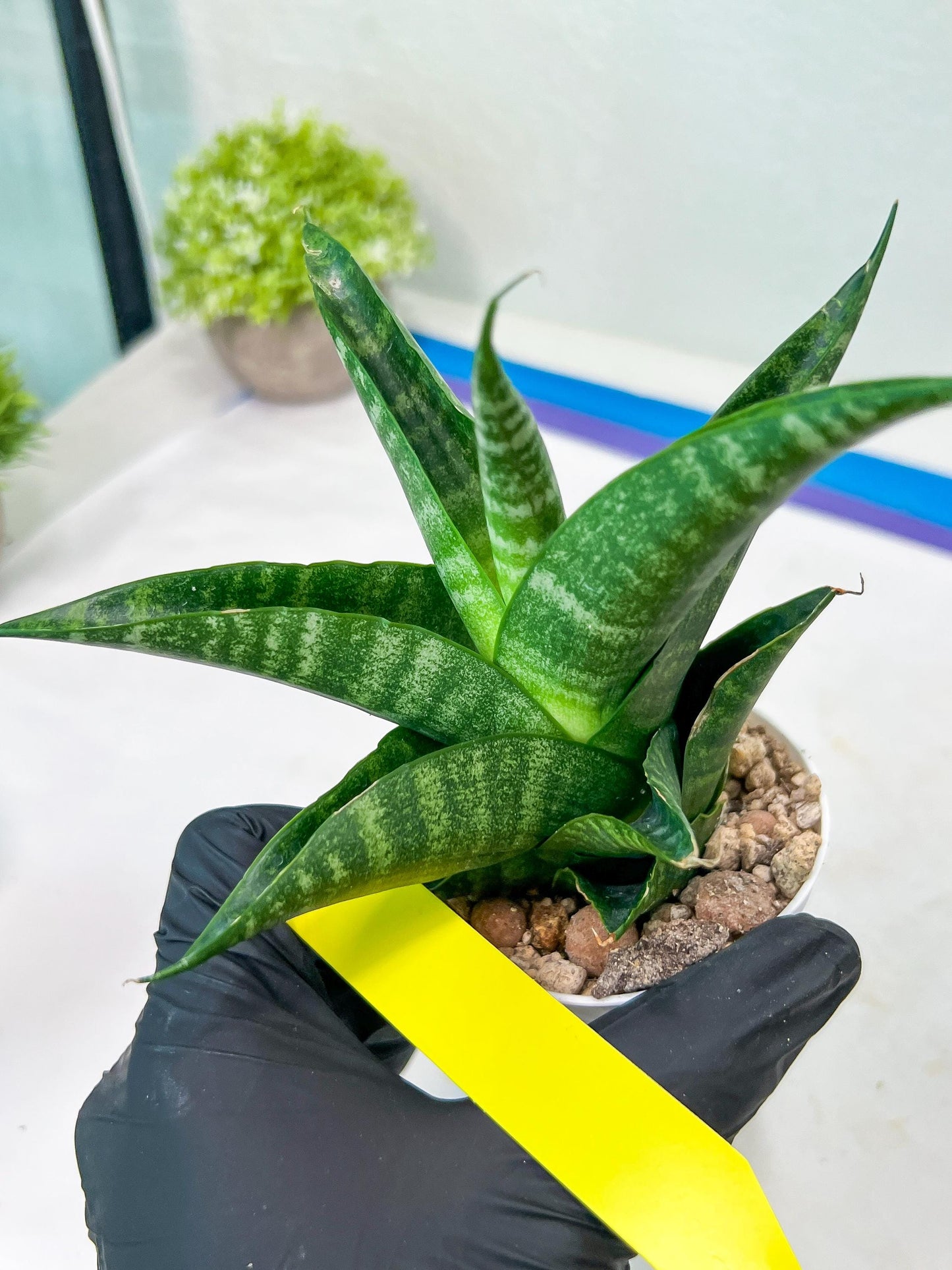 Sansevieria Black Diamond (#35) | Rare Import | Hybrids