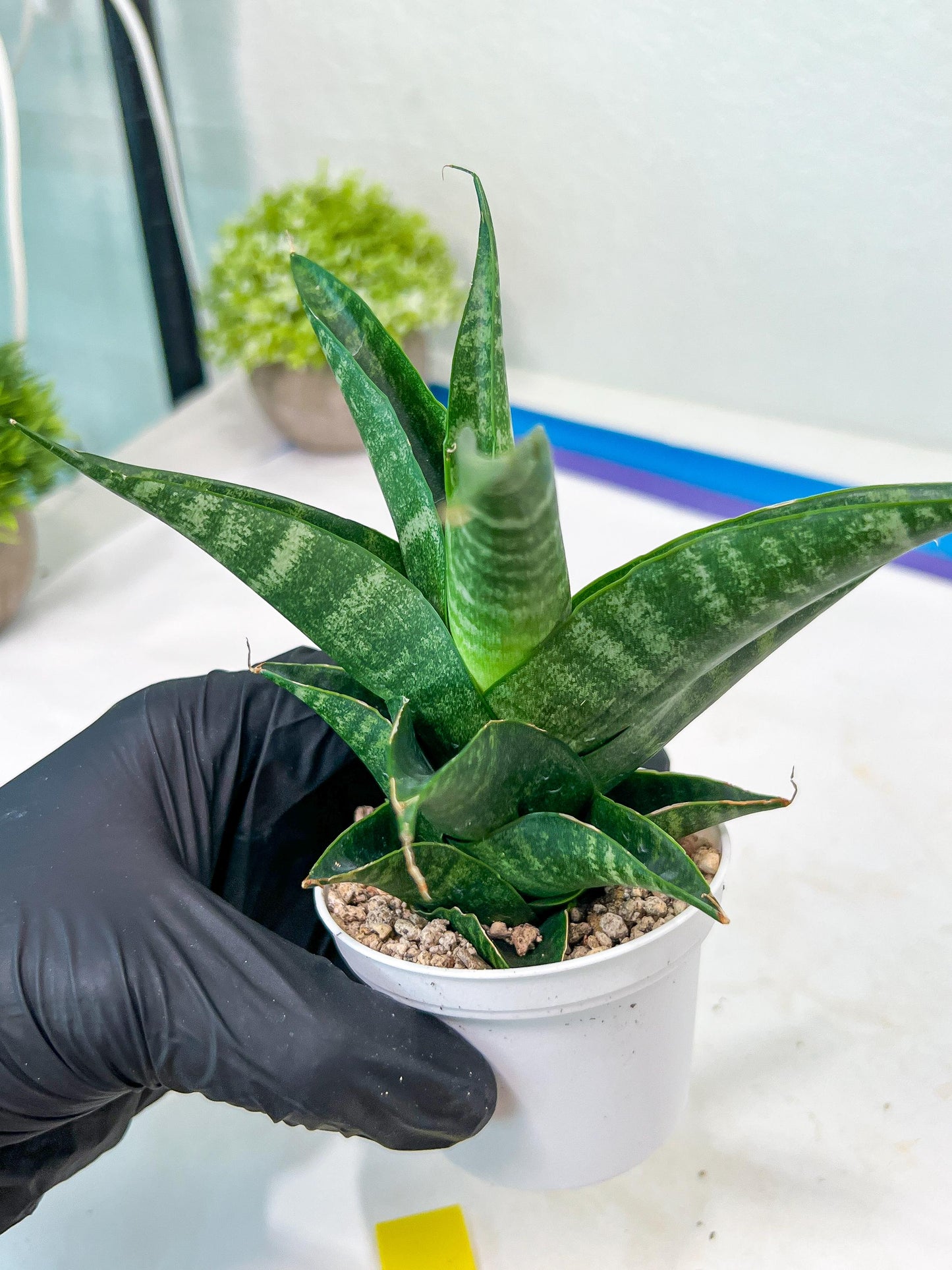 Sansevieria Black Diamond (#35) | Rare Import | Hybrids
