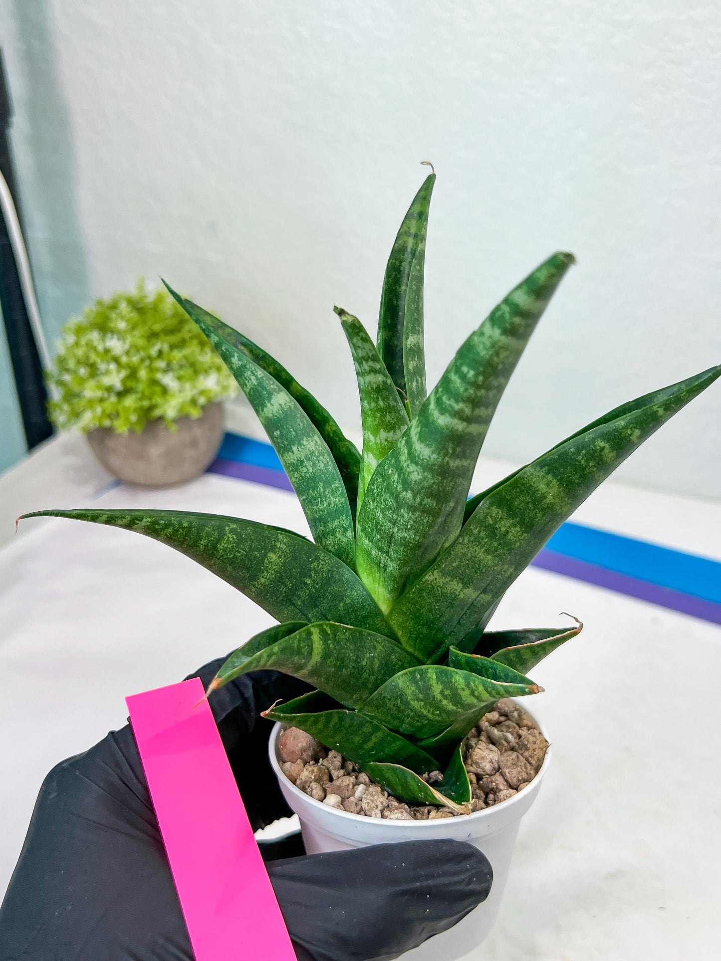 Sansevieria Black Diamond (#35) | Rare Import | Hybrids