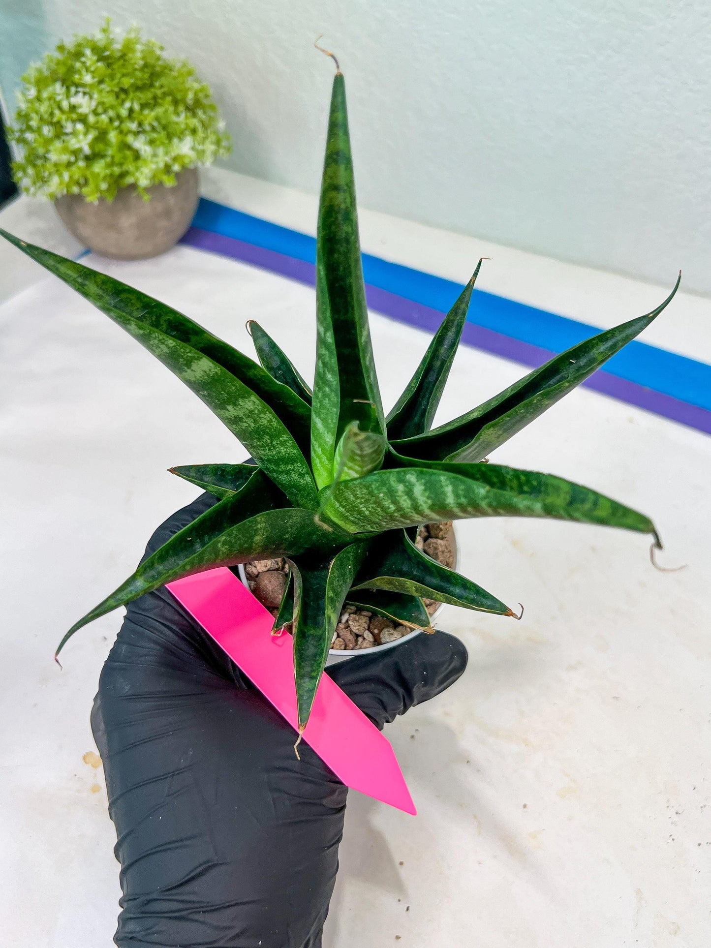 Sansevieria Black Diamond (#35) | Rare Import | Hybrids