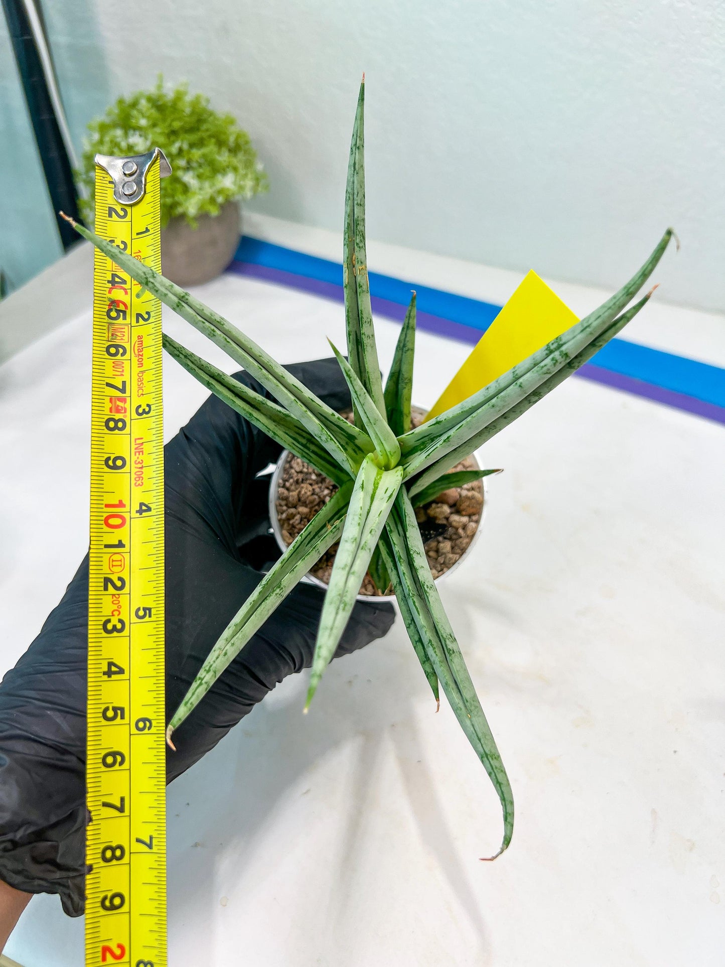 Sansevieria Cinta (#H36) | Imported Hybrids