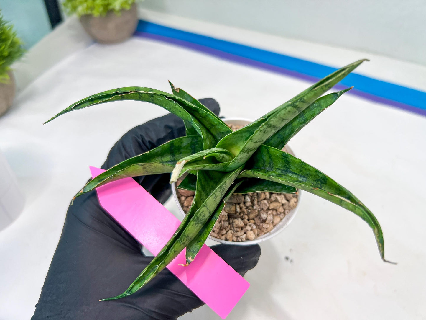Sansevieria Dampit (#H37) | Imported New Hybrids