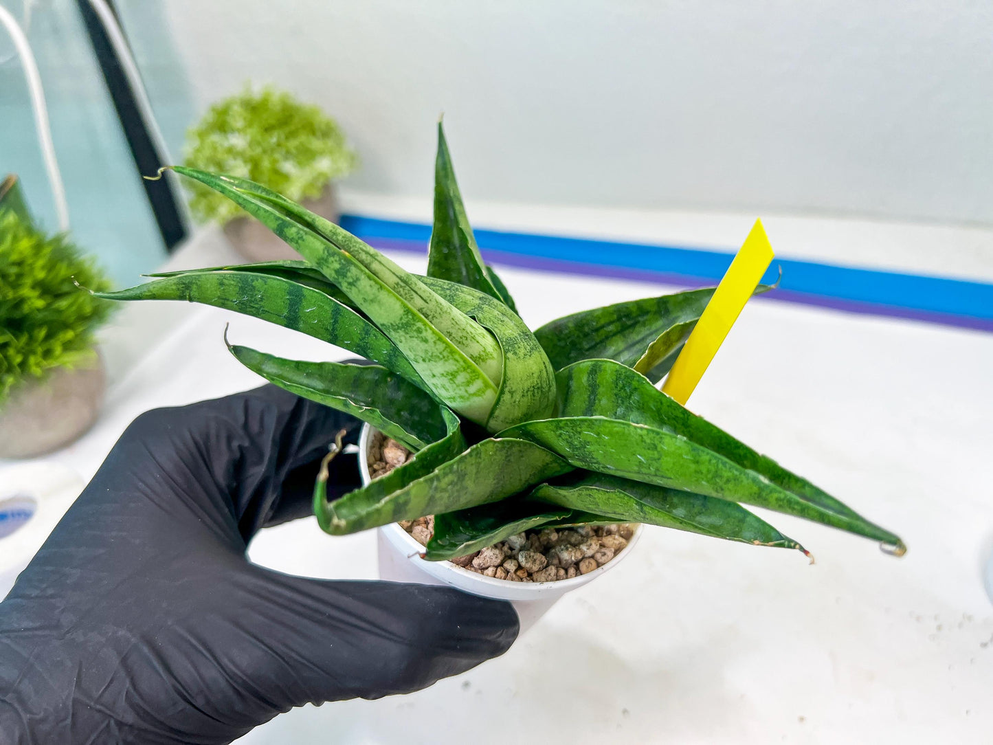 Sansevieria Dampit (#H37) | Imported New Hybrids