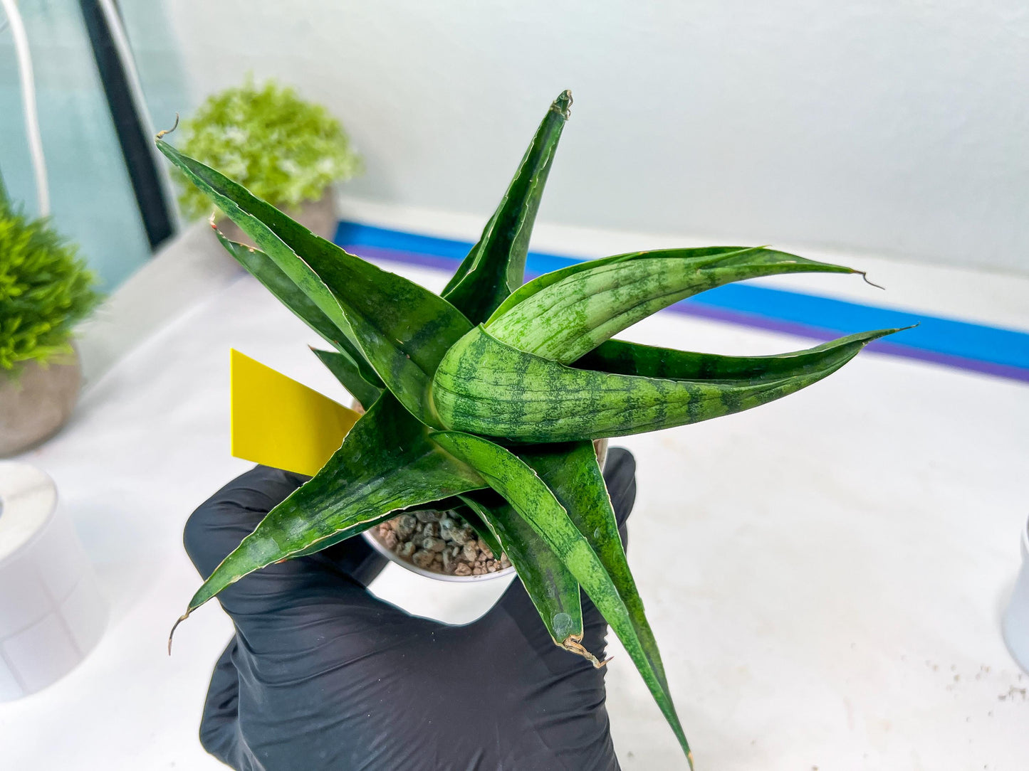 Sansevieria Dampit (#H37) | Imported New Hybrids