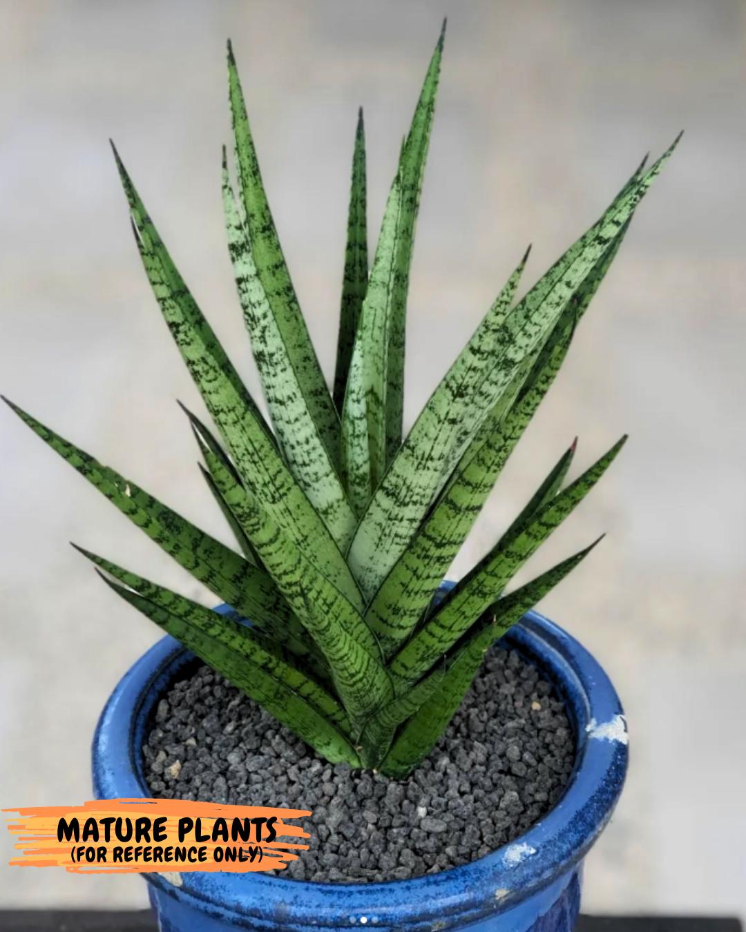 Sansevieria Galaxy (#H39) | Imported Hybrids
