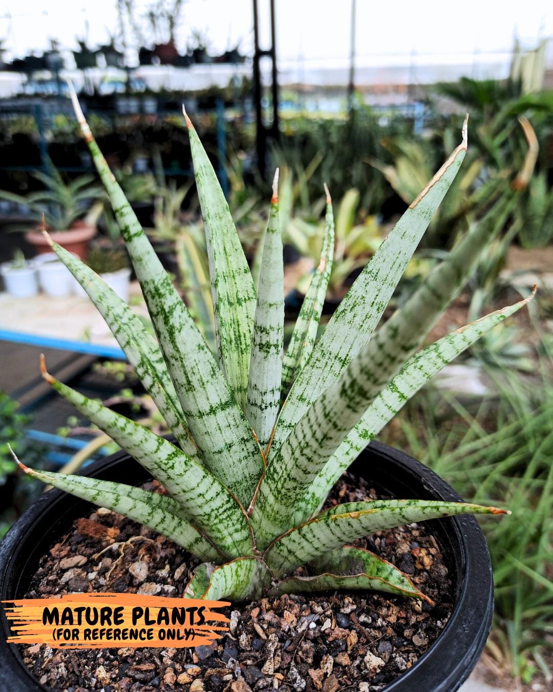 Sansevieria Galaxy (Ha9) (9) | Imported Hybrids