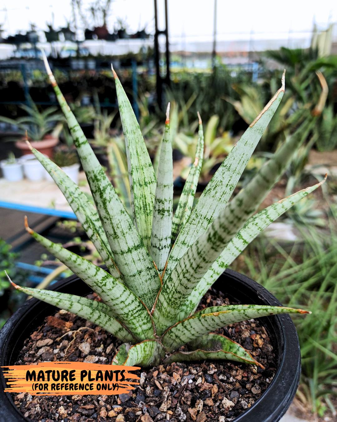 Sansevieria Galaxy (Ha9) (9) | Imported Hybrids