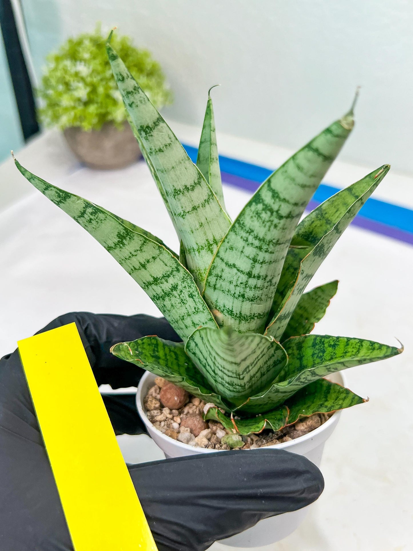 Sansevieria Galaxy (#H39) | Imported Hybrids
