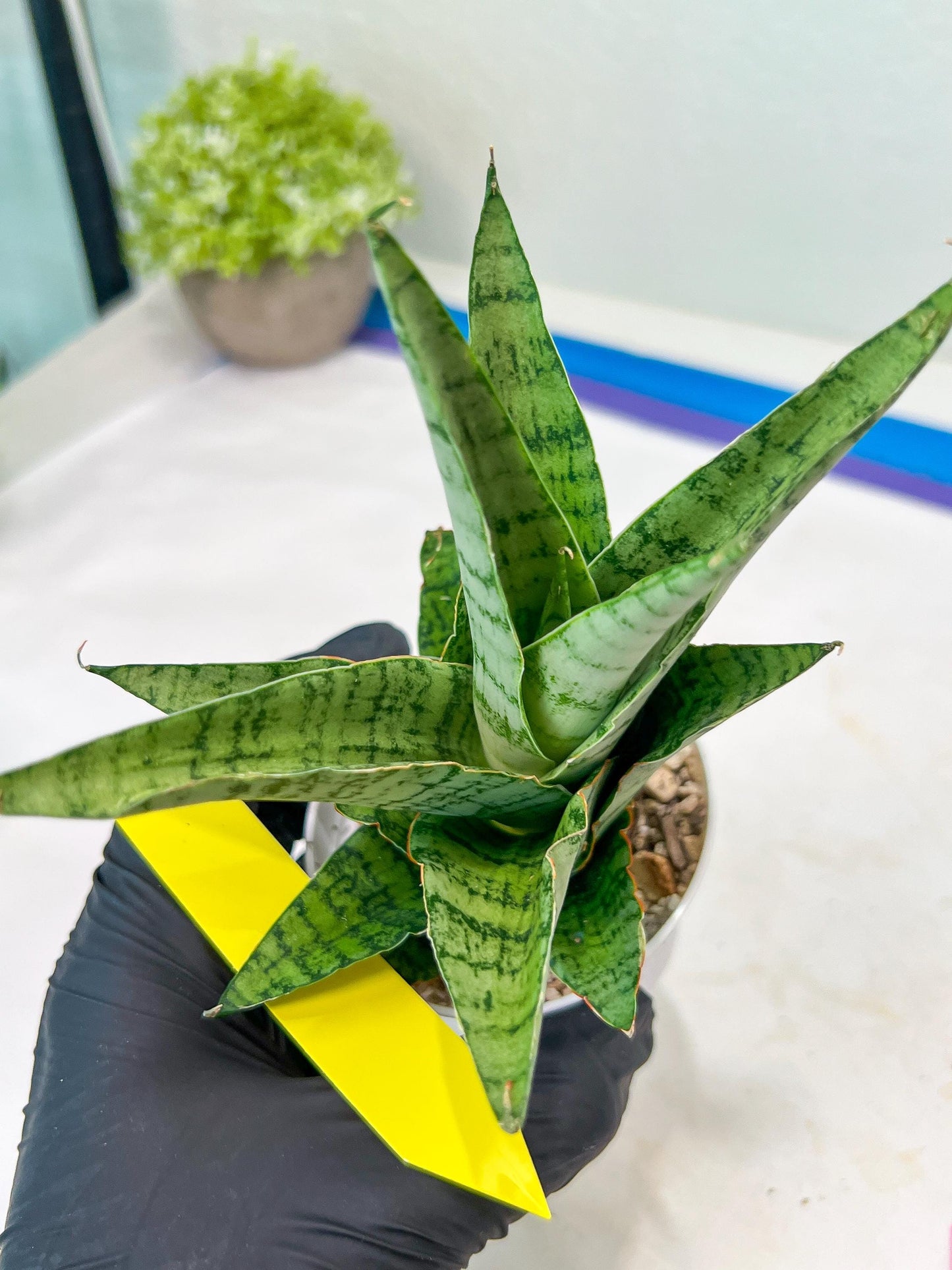Sansevieria Galaxy (#H39) | Imported Hybrids