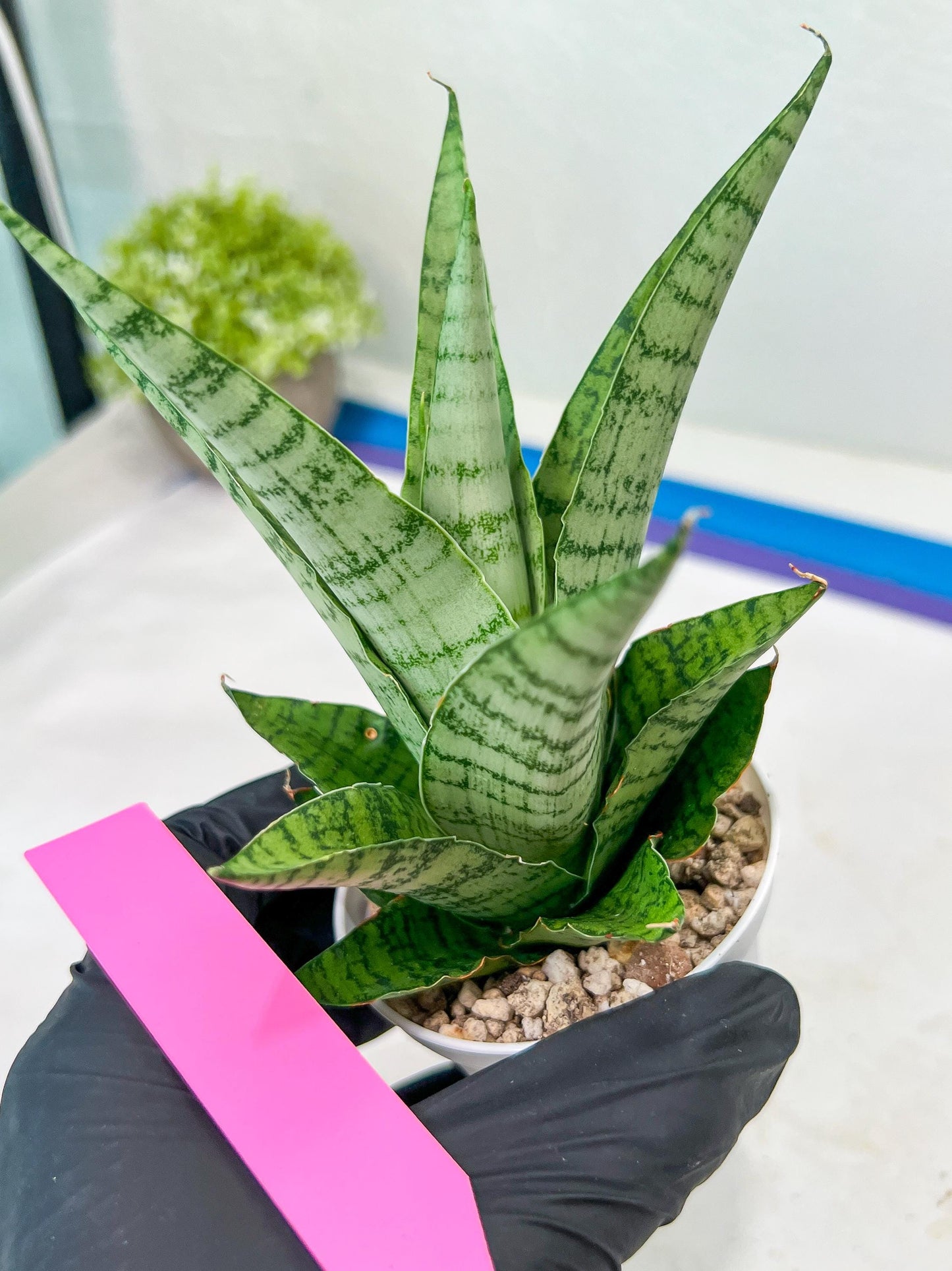 Sansevieria Galaxy (#H39) | Imported Hybrids