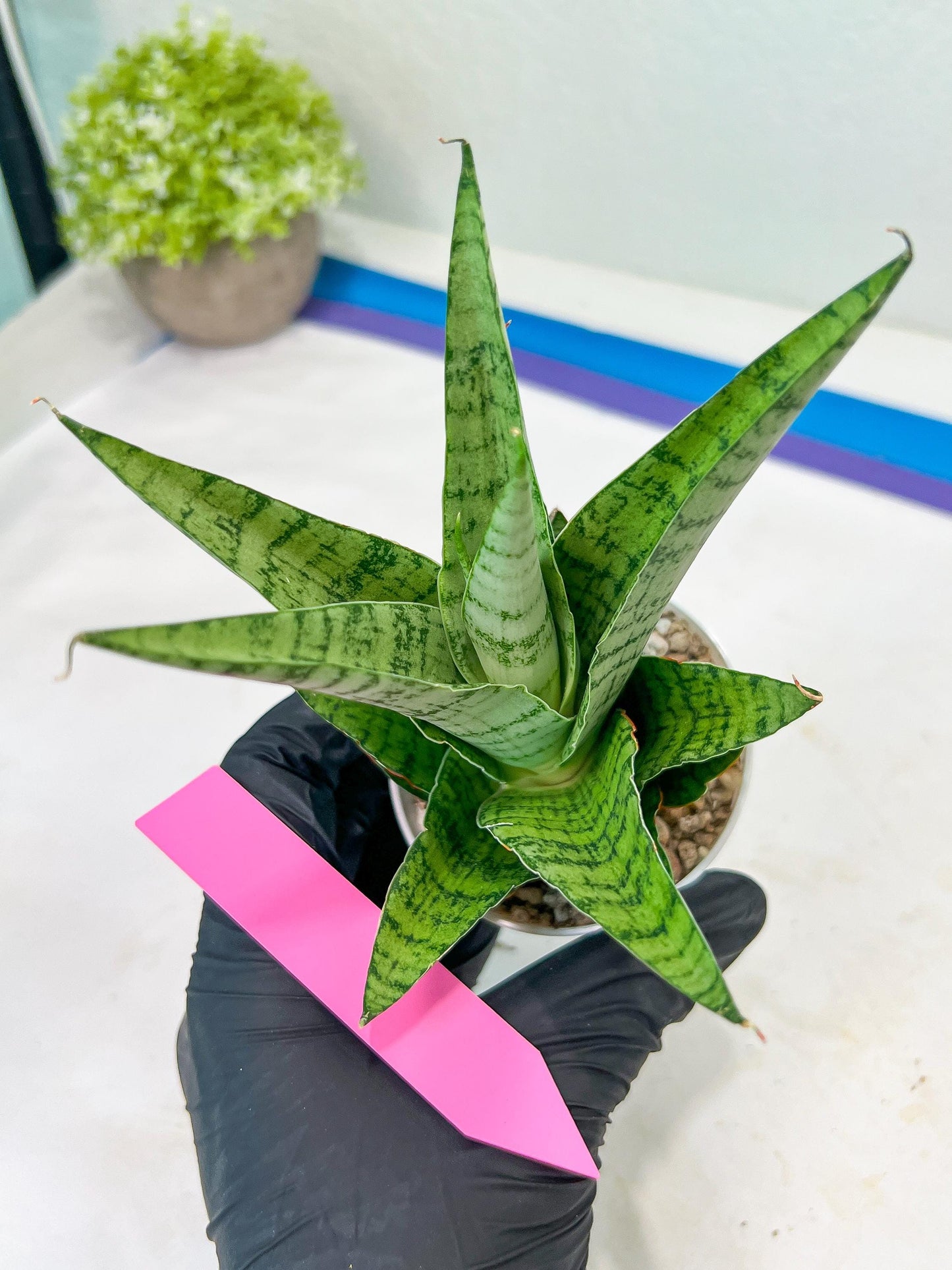 Sansevieria Galaxy (#H39) | Imported Hybrids