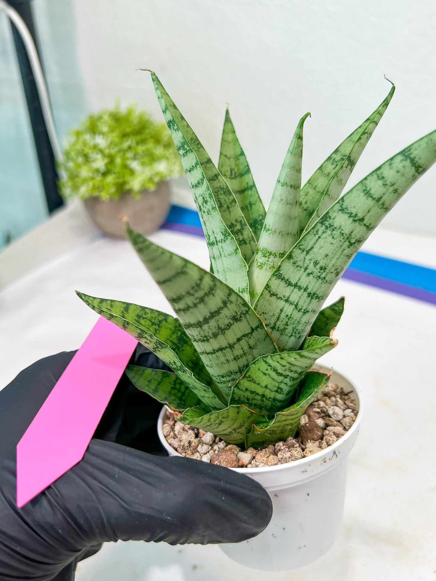 Sansevieria Galaxy (#H39) | Imported Hybrids
