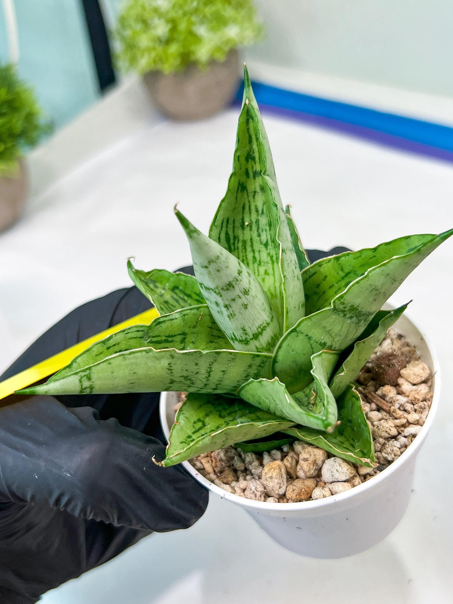 Sansevieria Kahyangan (#H40) | Imported Hybrids