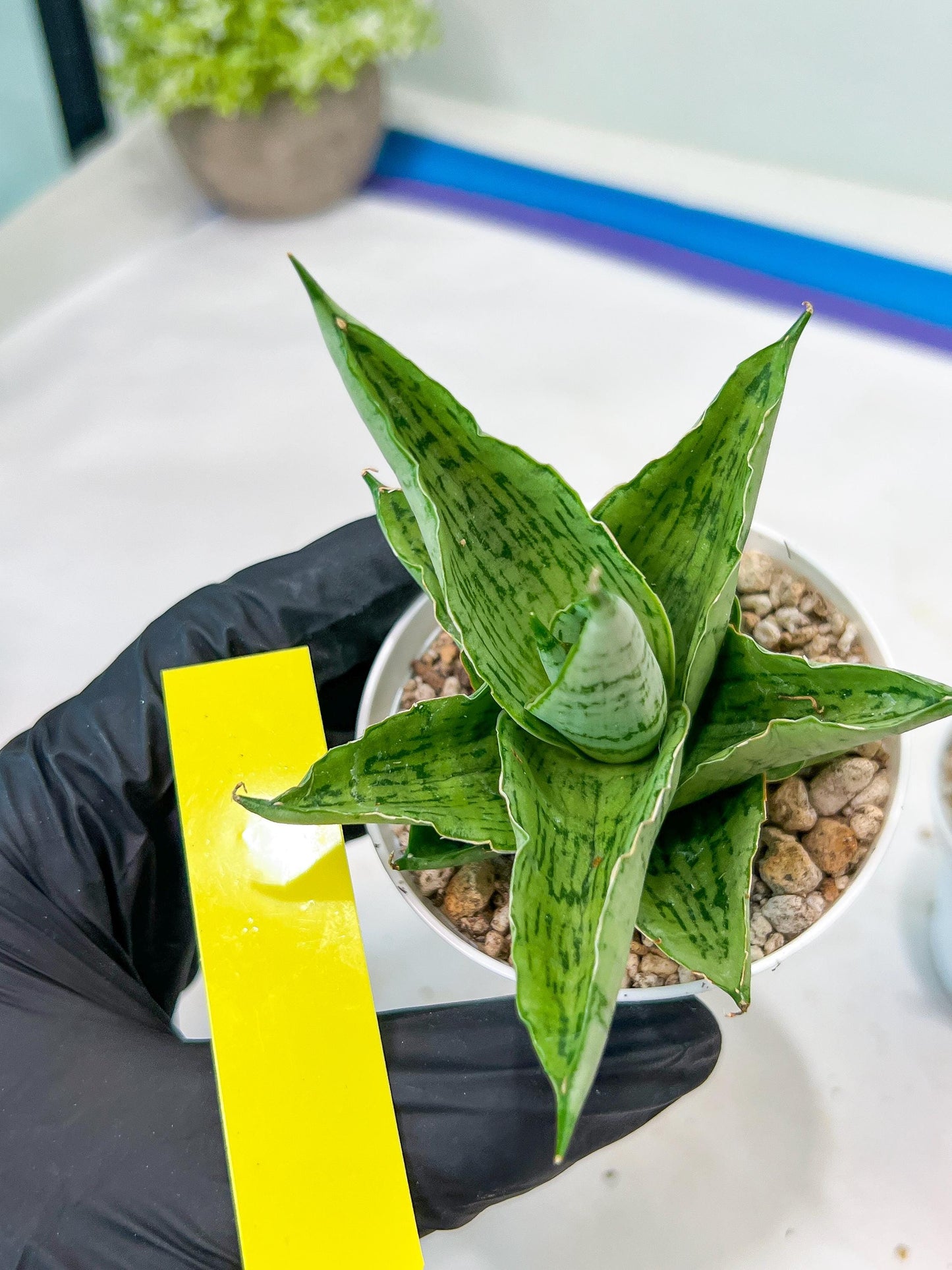 Sansevieria Kahyangan (#H40) | Imported Hybrids