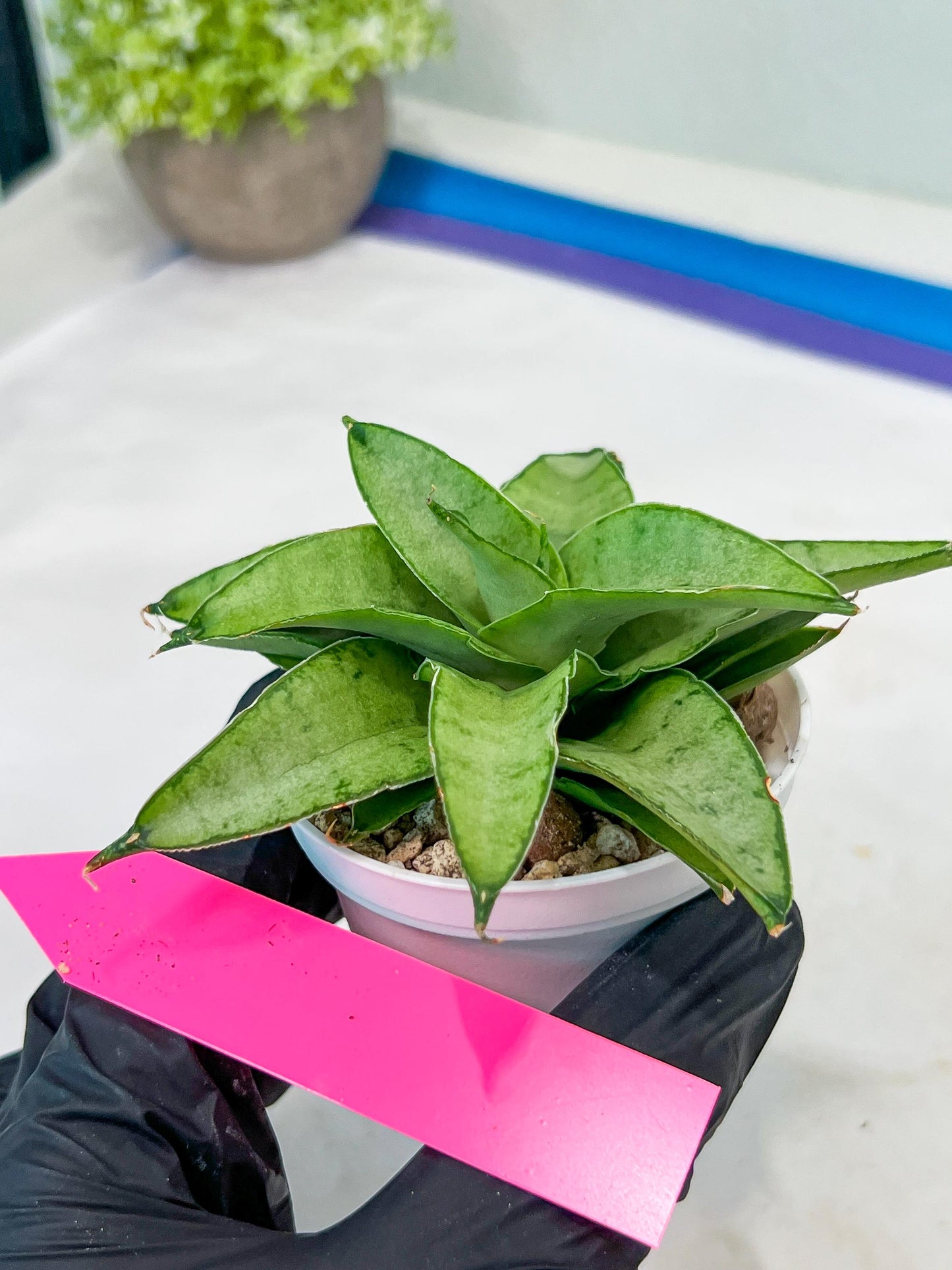 Sansevieria Kumara (#H41) | Imported Hybrids
