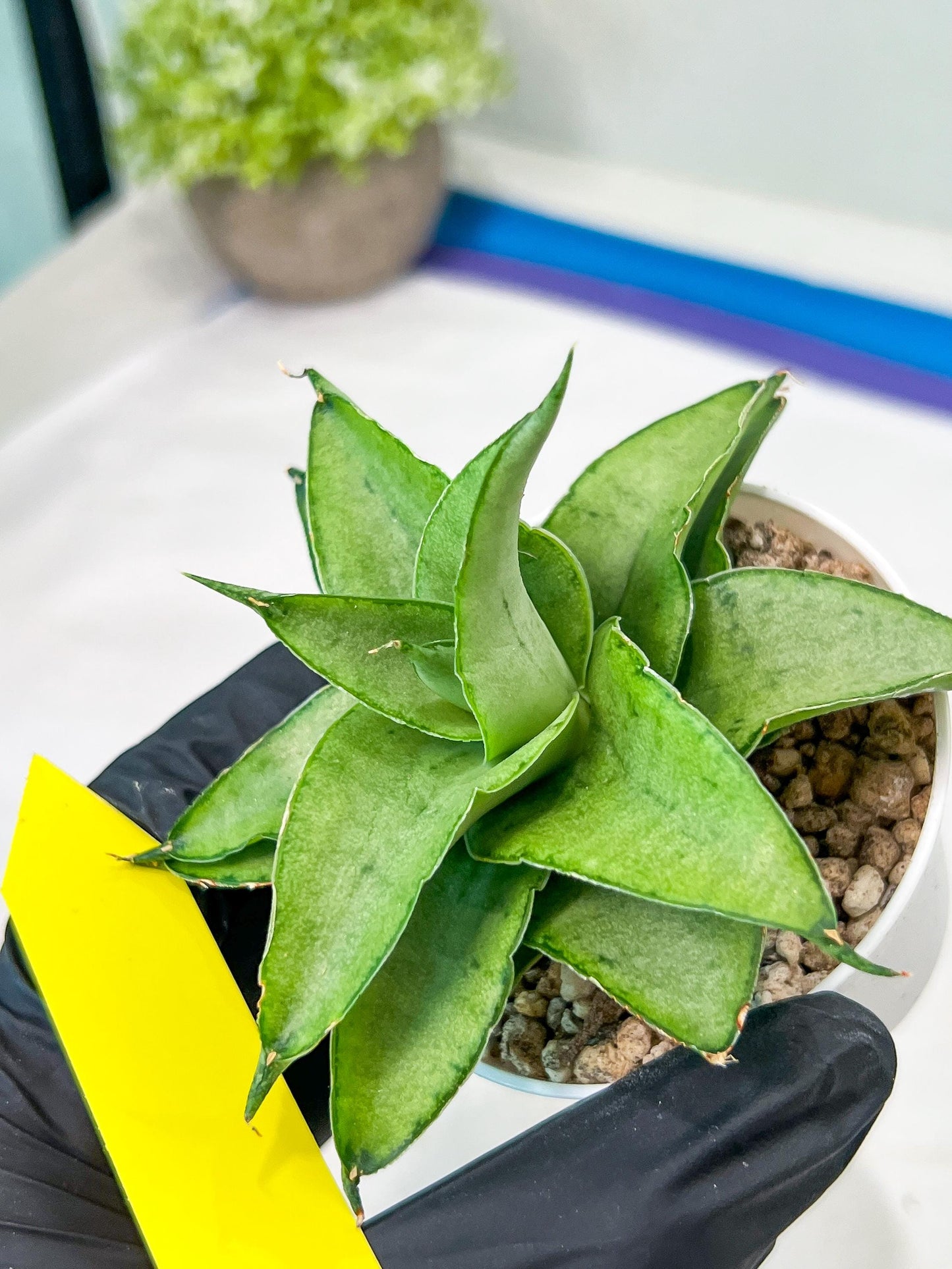 Sansevieria Kumara (#H41) | Imported Hybrids