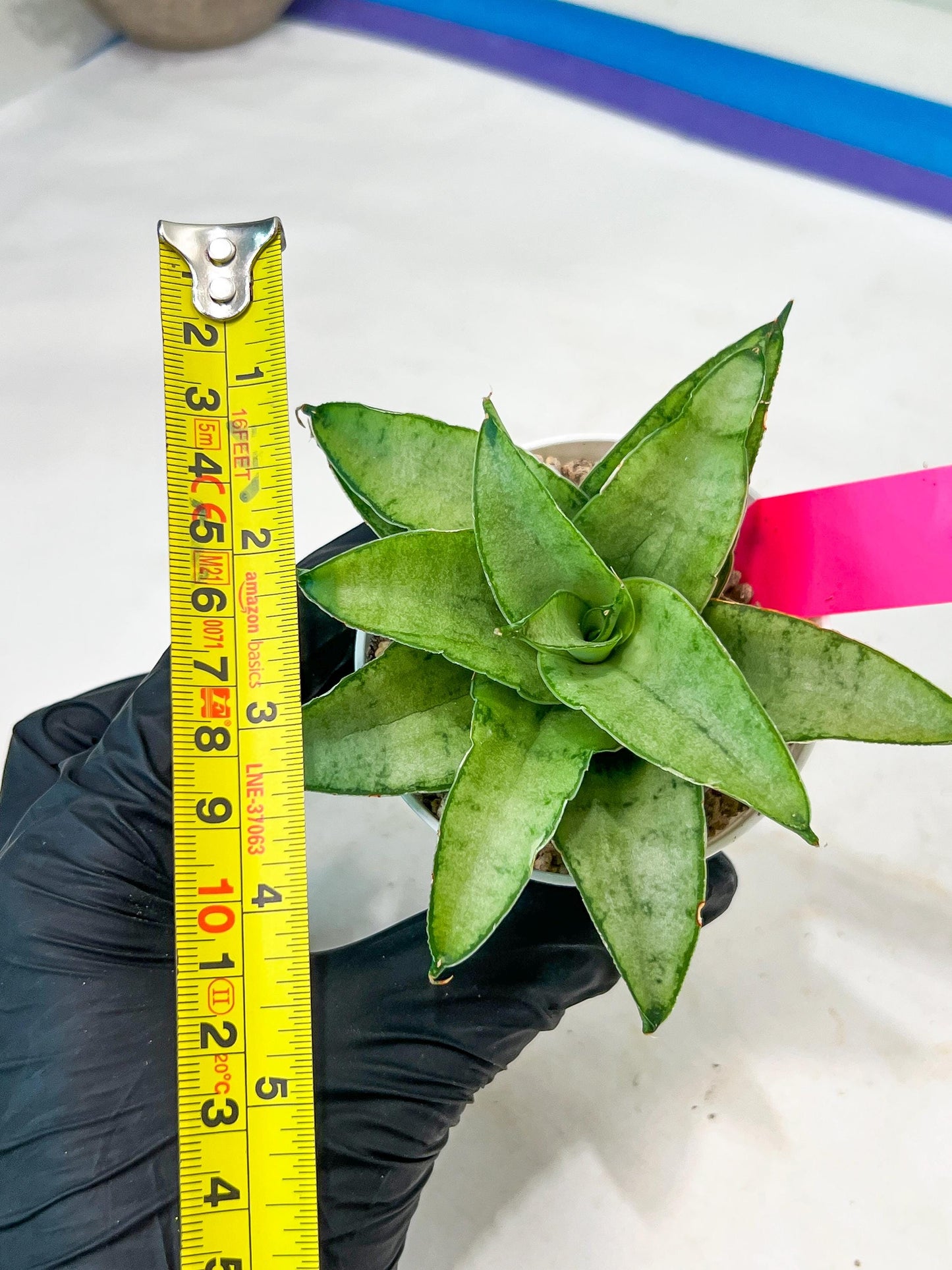 Sansevieria Kumara (#H41) | Imported Hybrids