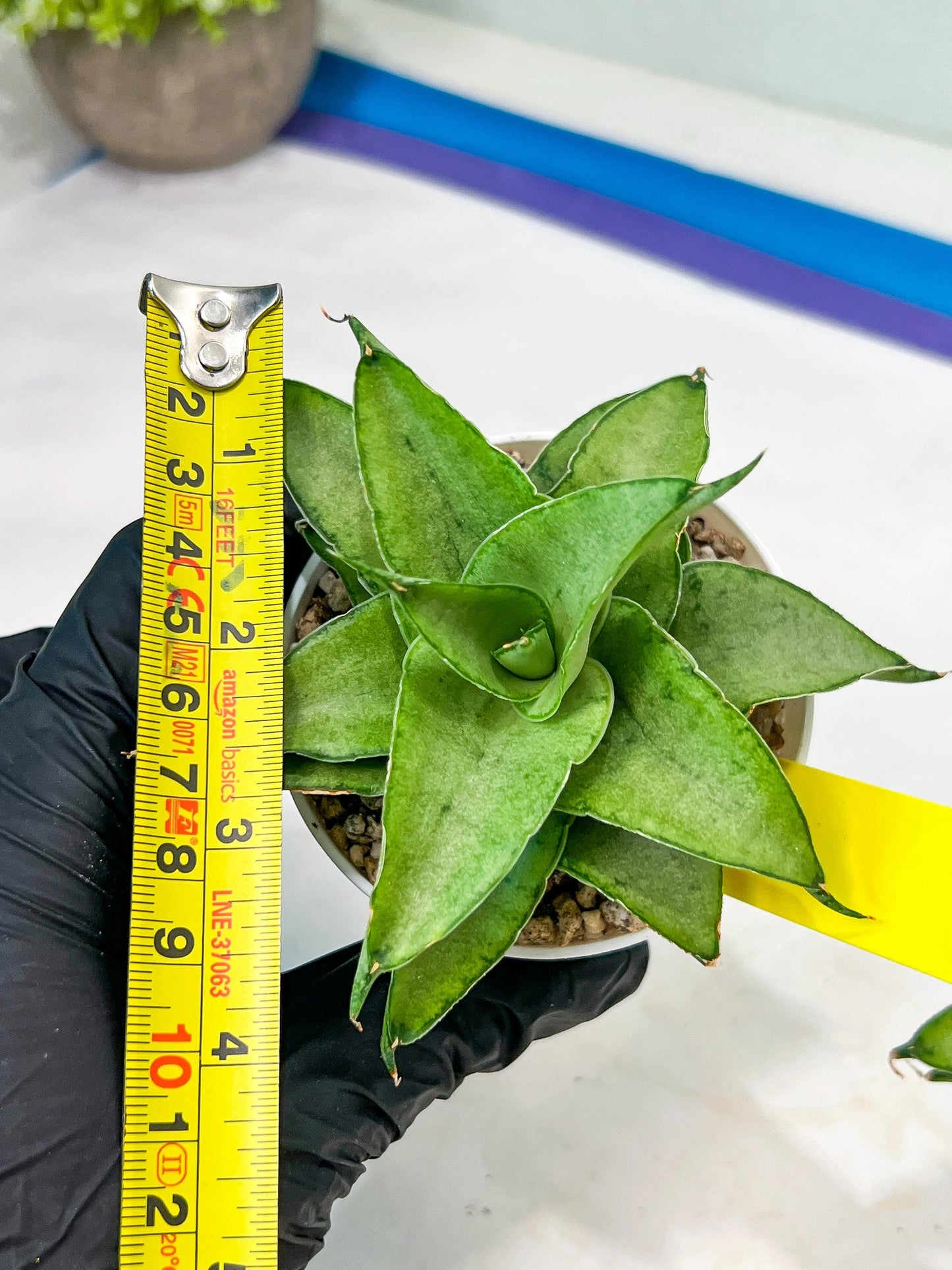 Sansevieria Kumara (#H41) | Imported Hybrids