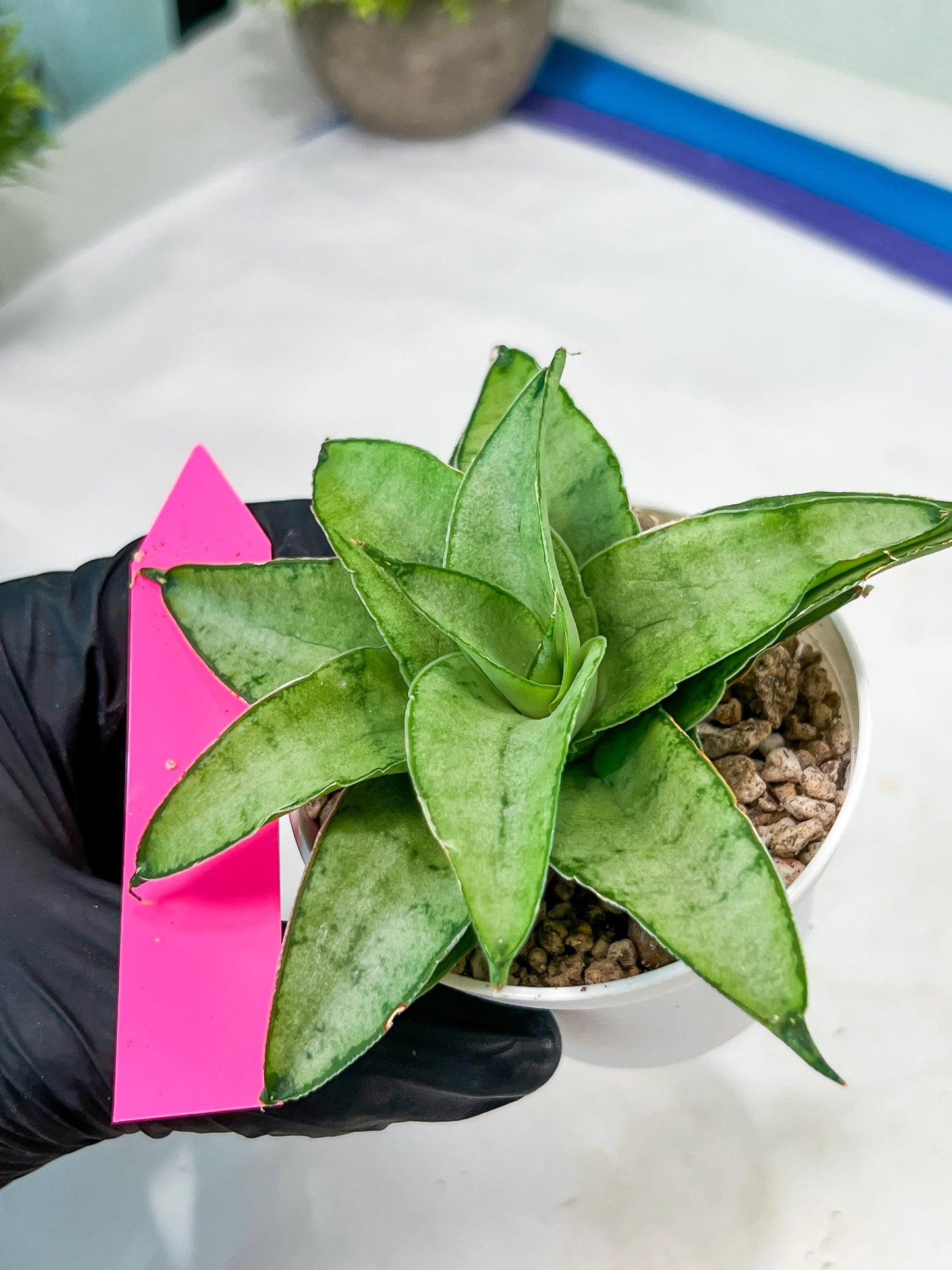 Sansevieria Kumara (#H41) | Imported Hybrids