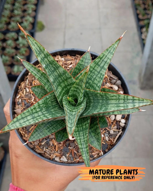 Sansevieria Samosir (H29) | Imported Hybrid