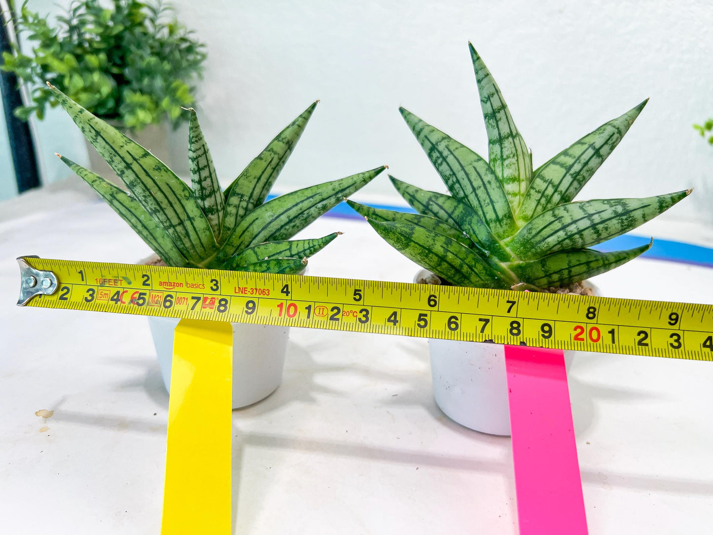 Sansevieria Manja (#H43) | Imported Hybrids