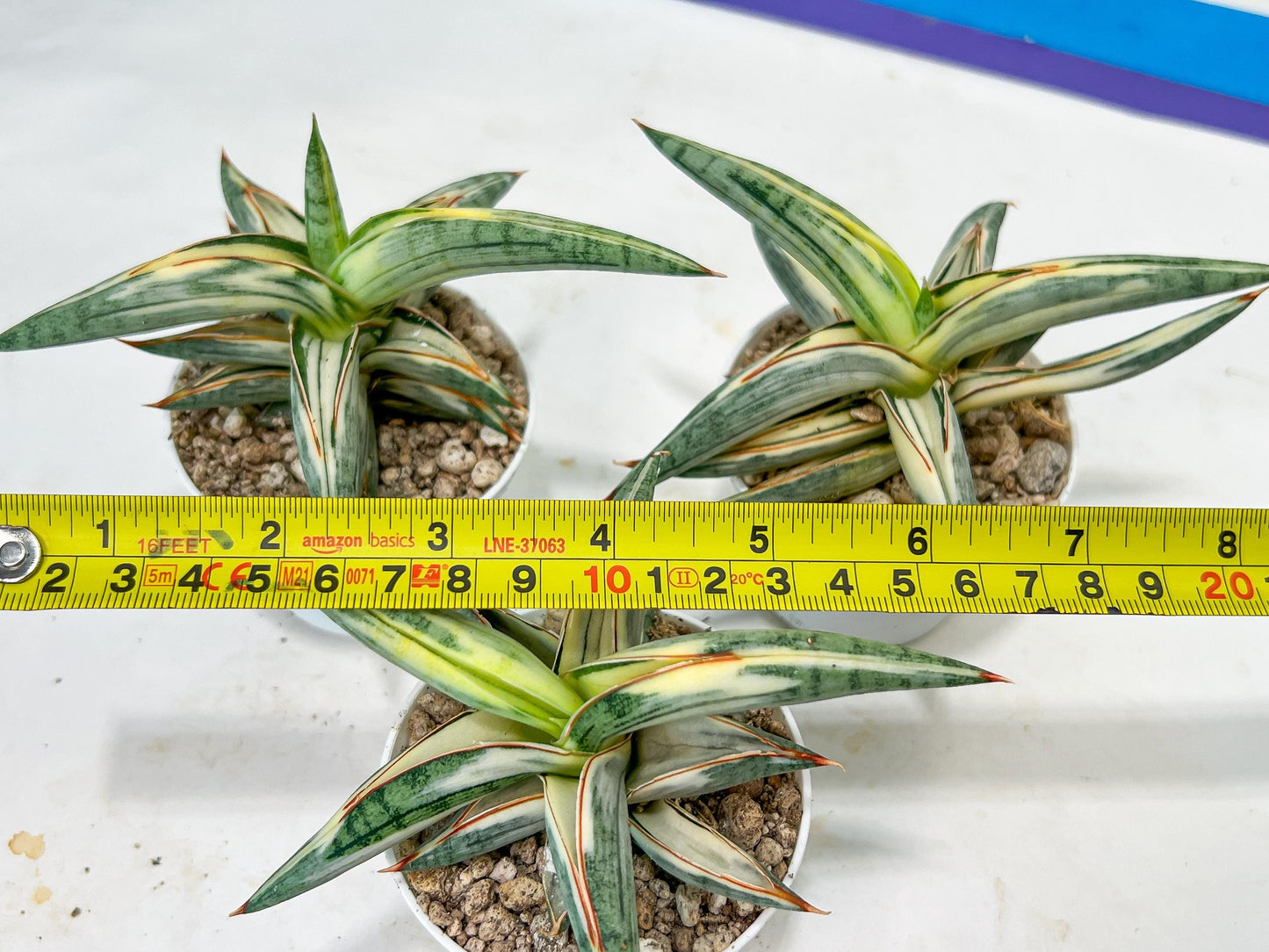 Sansevieria BLUE Cone White Variegated | Snake Plant | Rare Imported Plants