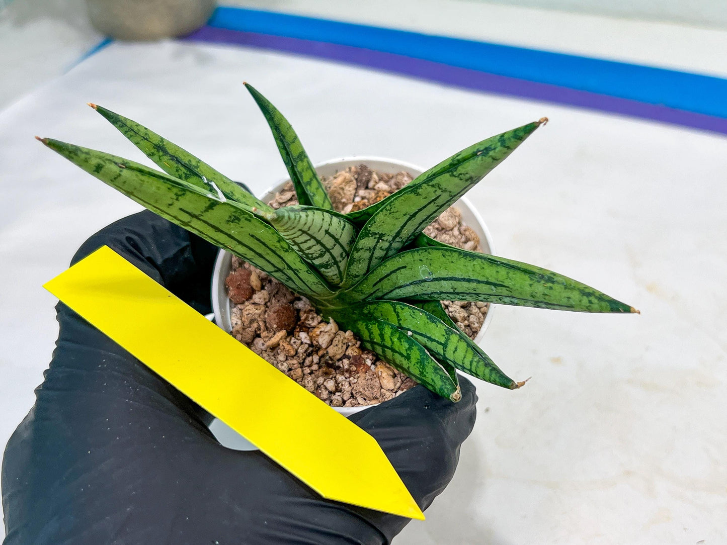Sansevieria Manja (#H43) | Imported Hybrids