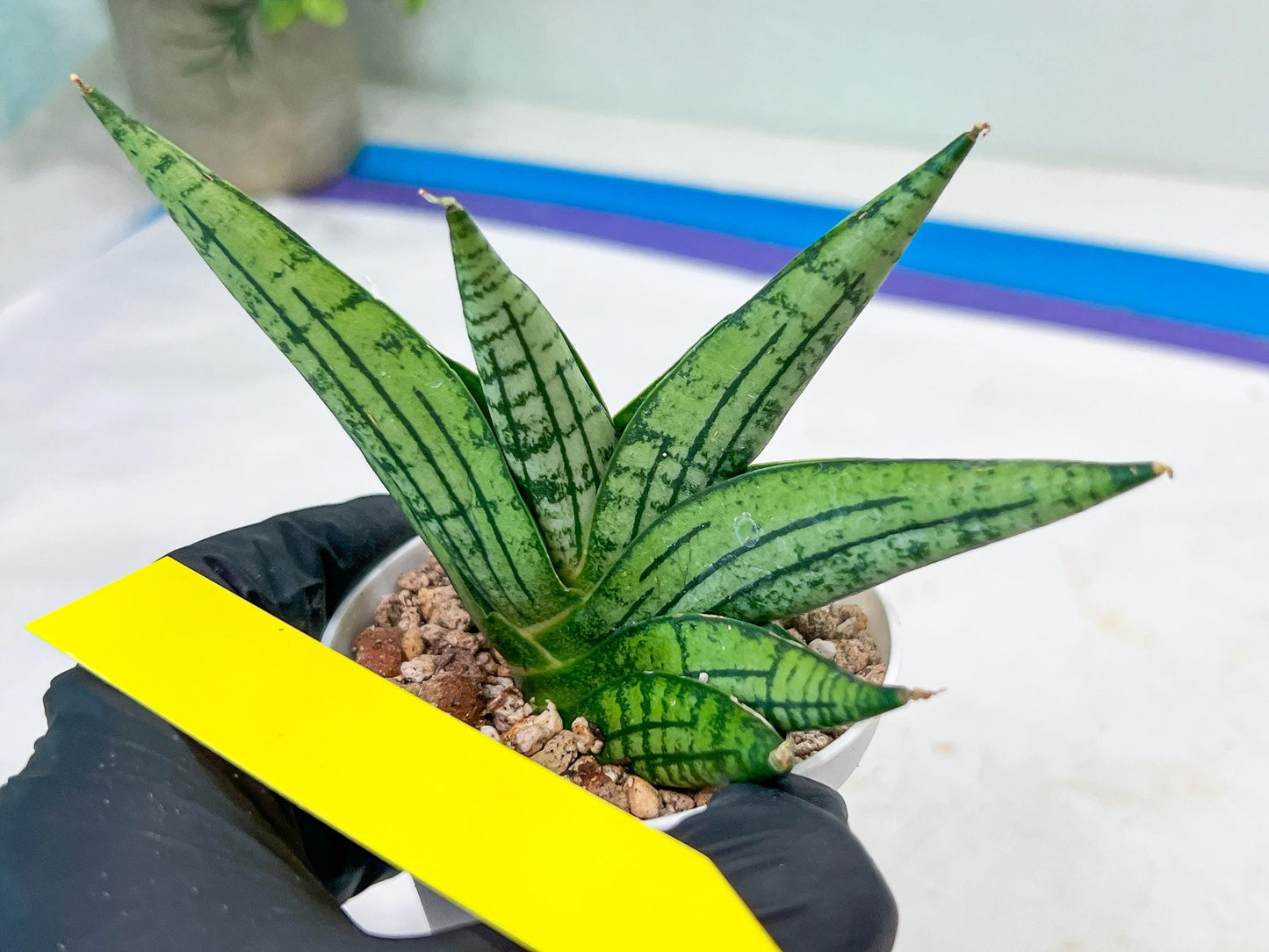 Sansevieria Manja (#H43) | Imported Hybrids