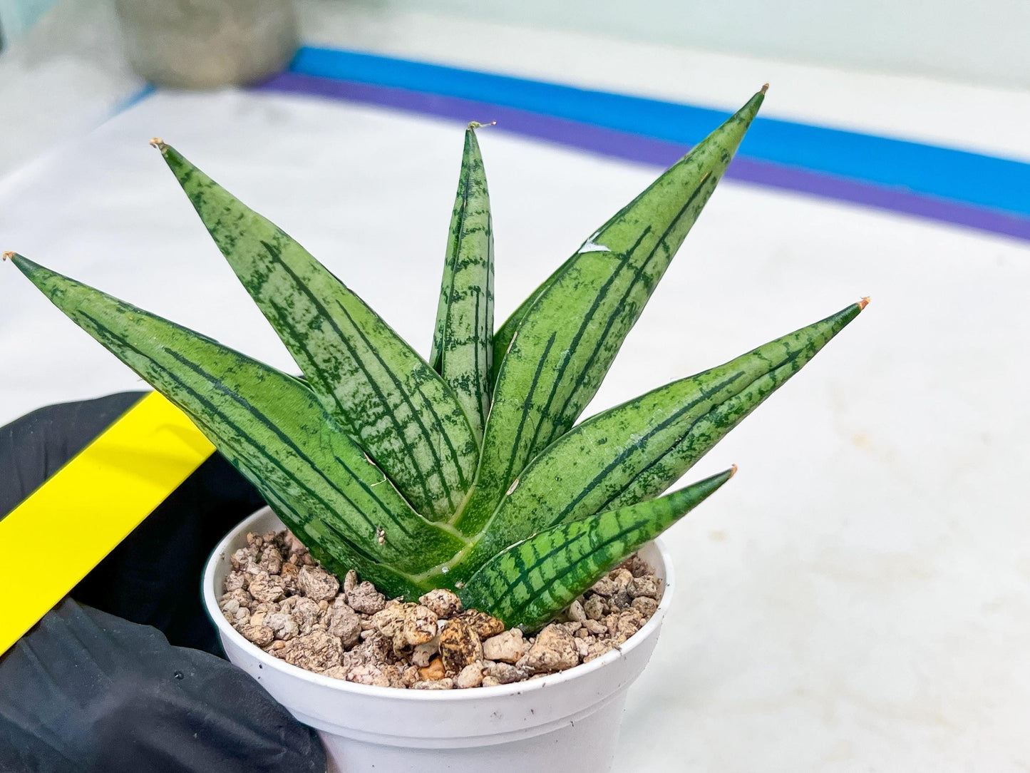 Sansevieria Manja (#H43) | Imported Hybrids